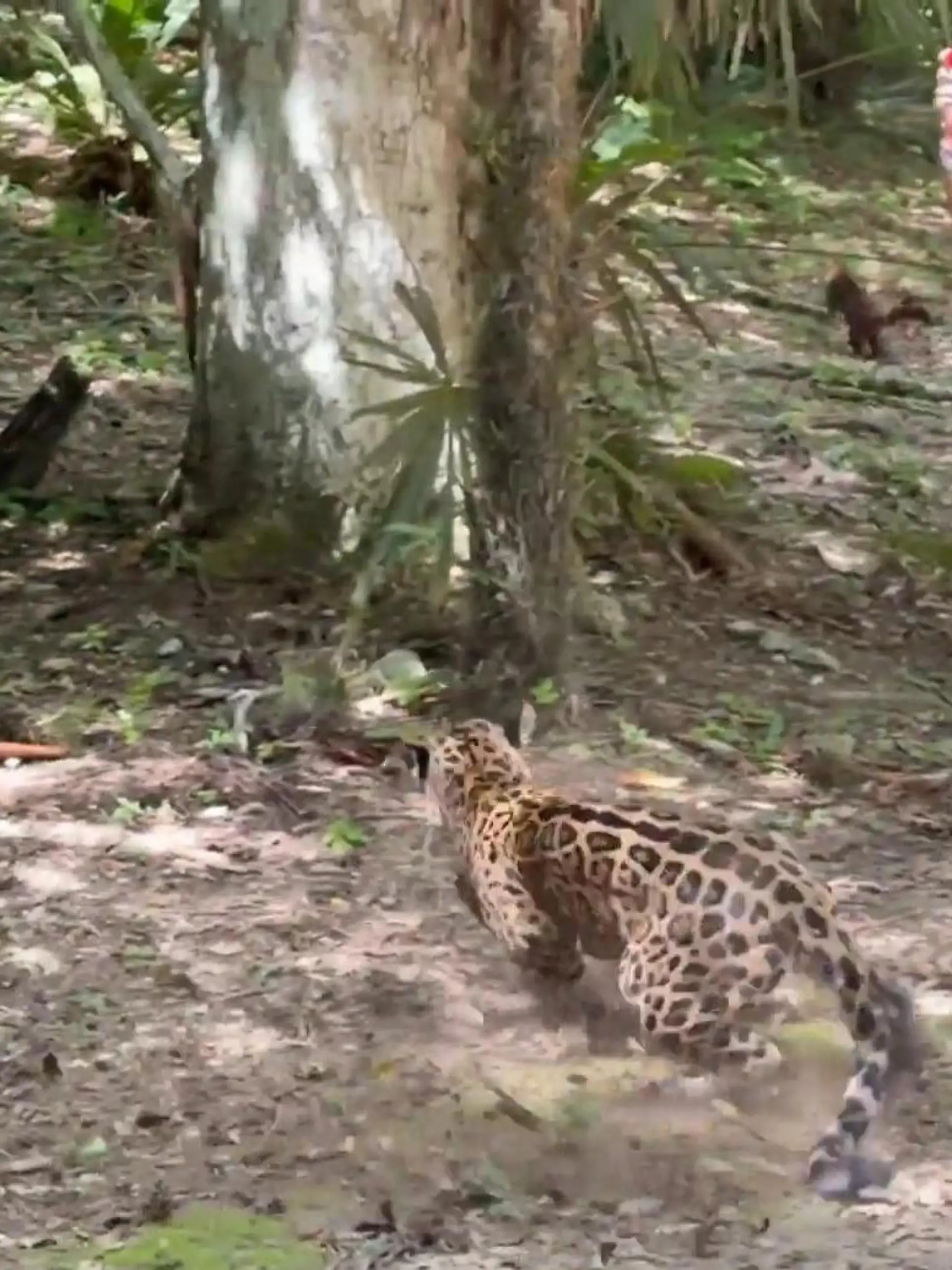 Bild zu: "Wilder Jaguar schnappt zu! Raubtier kommt Touristin plötzlich ganz nahe"