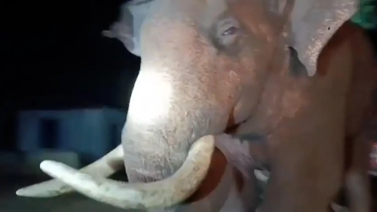 Stoßzahn verfehlt sie nur knapp! Förster verstecken sich vor wildem Elefanten – im Auto Dickhäuter attackiert mit voller Wucht