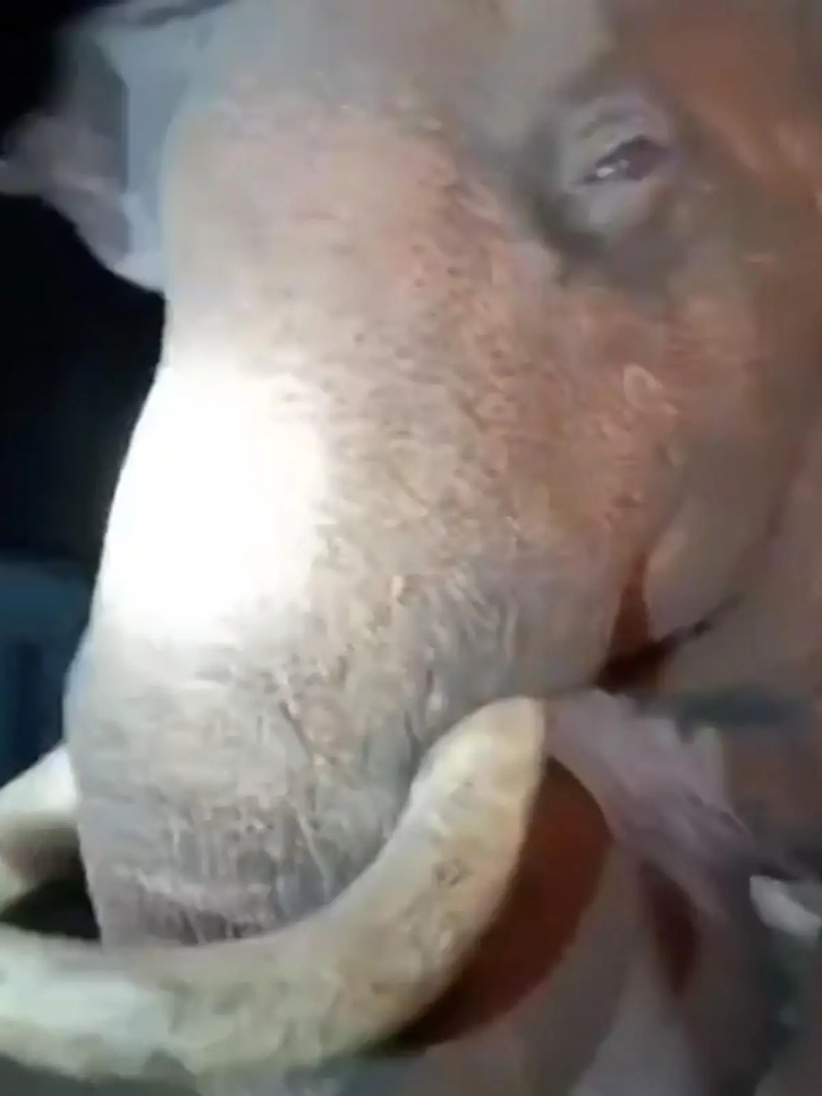 Bild zu: "Stoßzahn verfehlt sie nur knapp! Förster verstecken sich vor wildem Elefanten – im Auto"