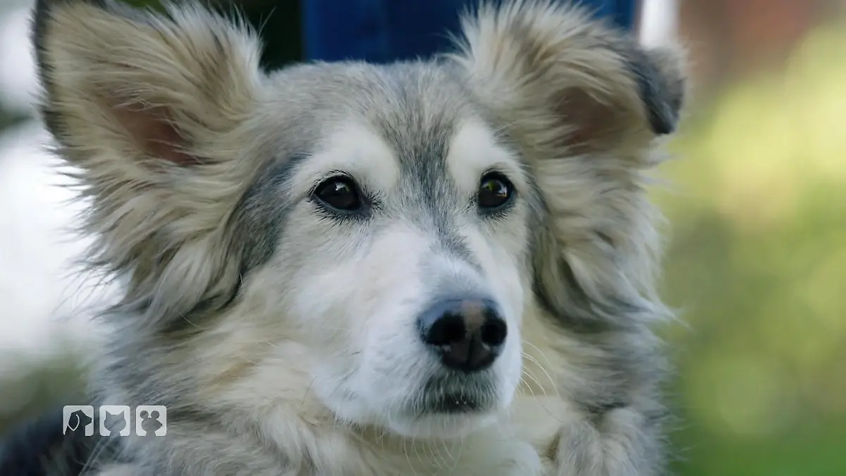 John Boy kommt aus Rumänien Was steckt drin?