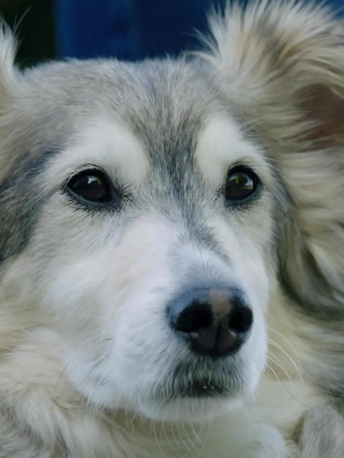 Bild zu: "John Boy kommt aus Rumänien"