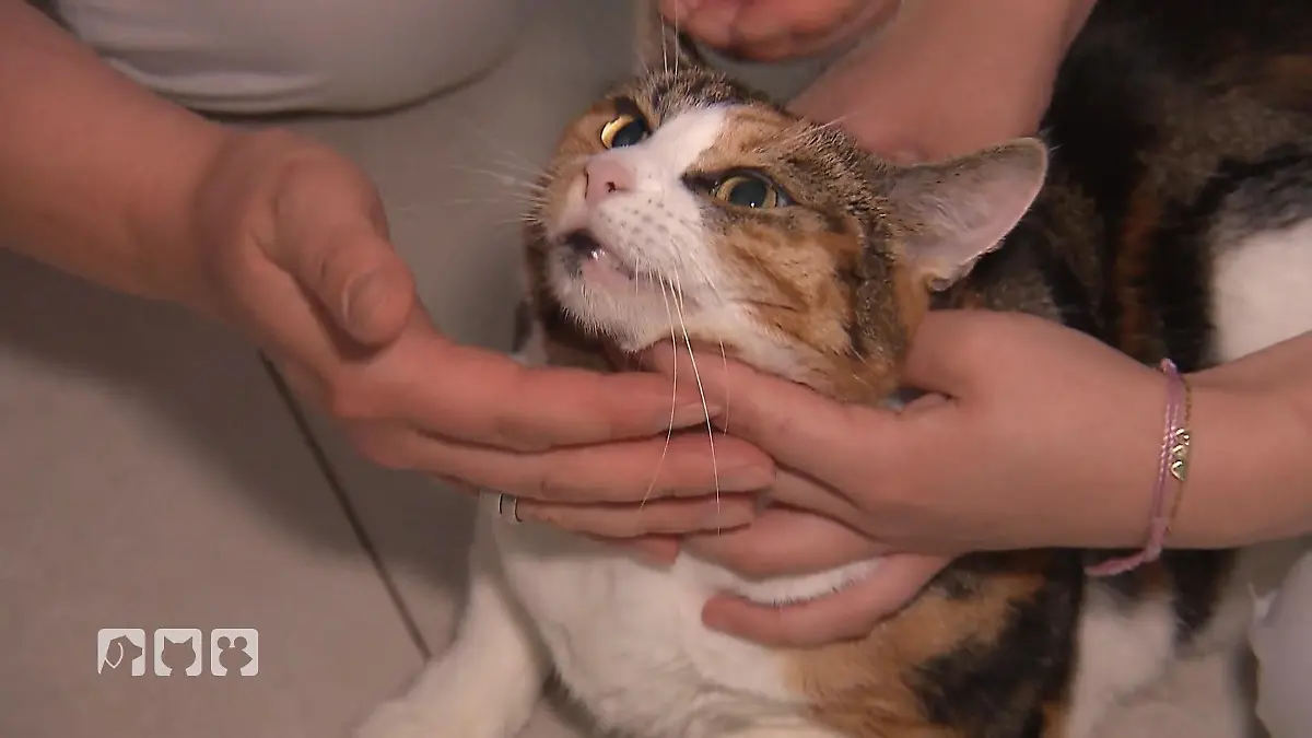 Katze Penny erbricht – Nadine Küpper eilt zur Hilfe Alarmruf