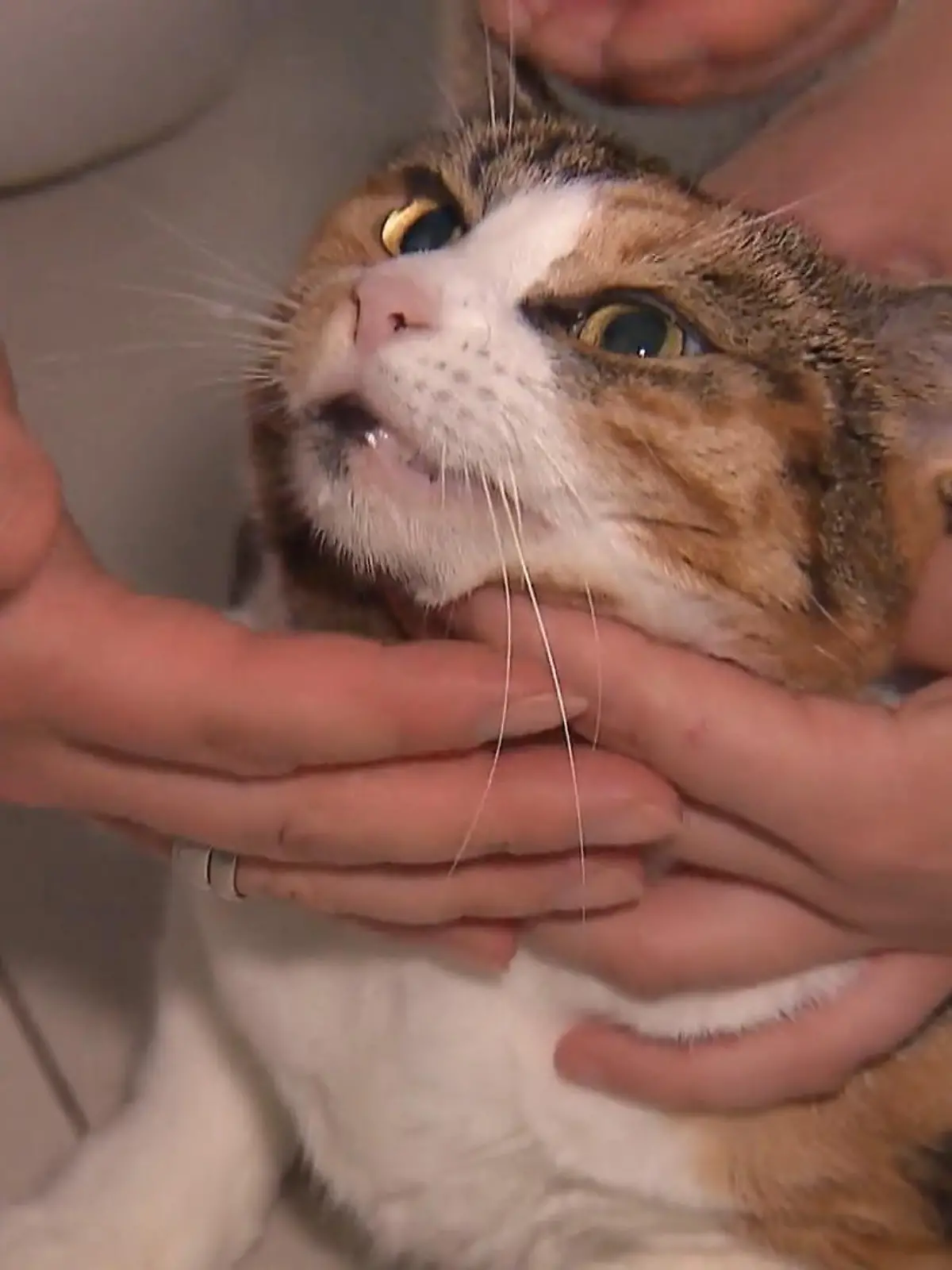 Bild zu: "Katze Penny erbricht – Nadine Küpper eilt zur Hilfe"