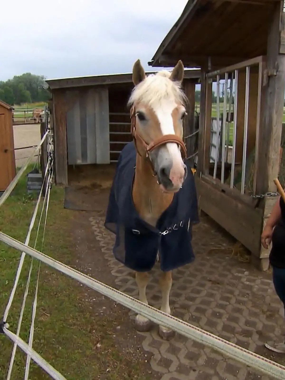 Bild zu: "Oliver Fritsch behandelt Napoleon"