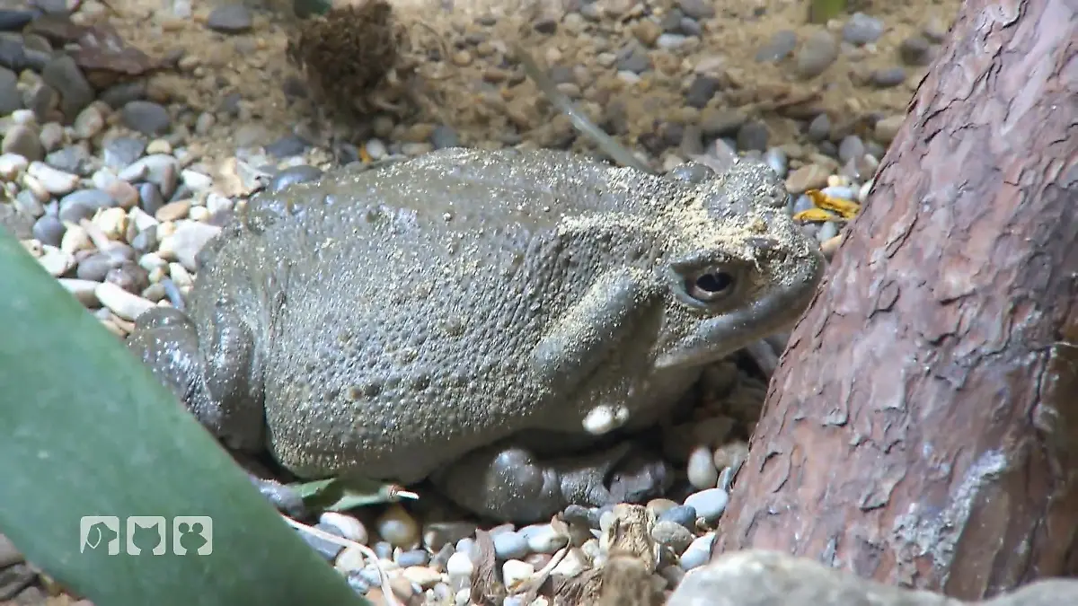 Doc Karbe untersucht Exoten in Ingolstadt Ungewöhnlicher Einsatz