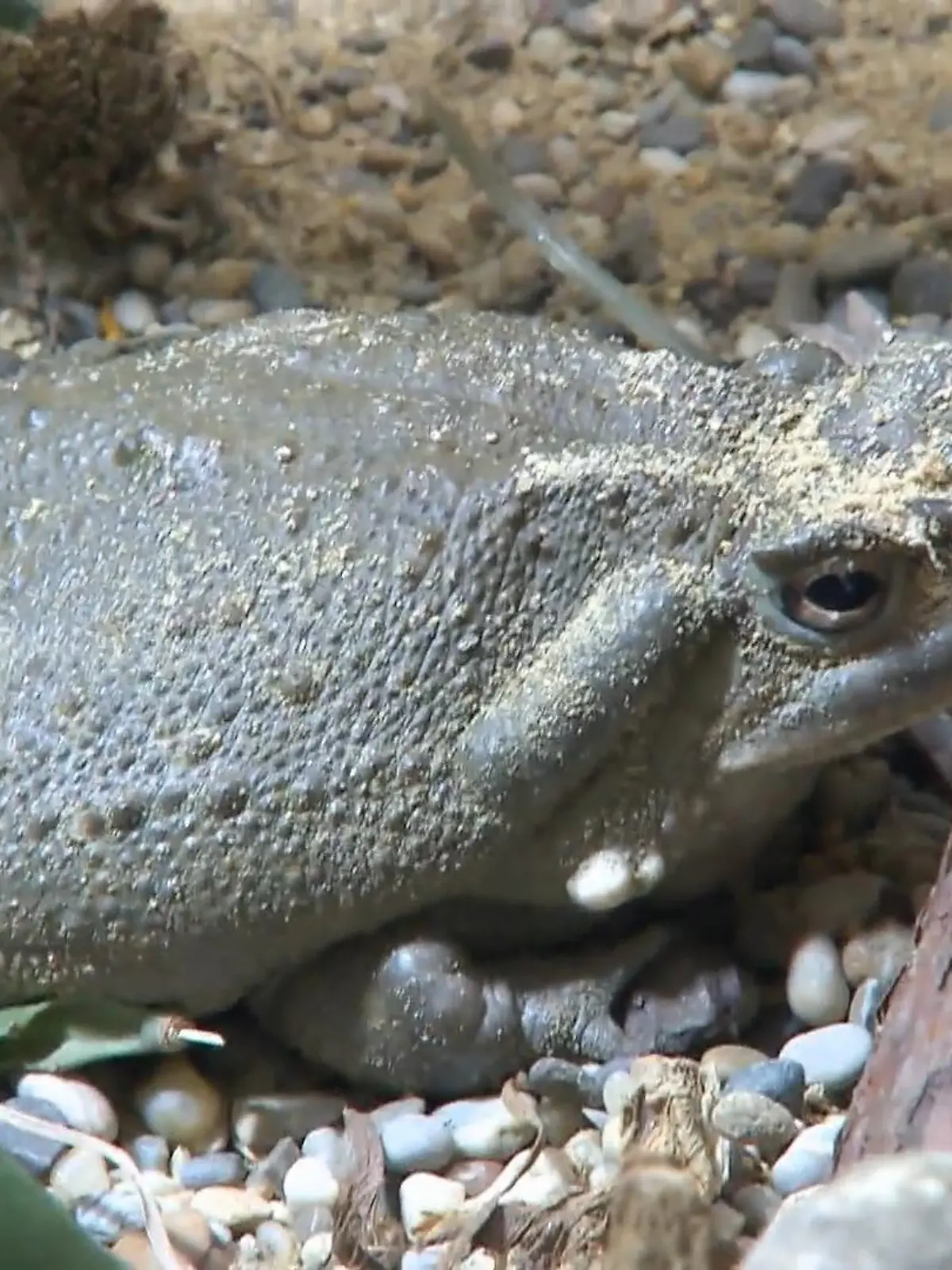 Bild zu: "Doc Karbe untersucht Exoten in Ingolstadt"