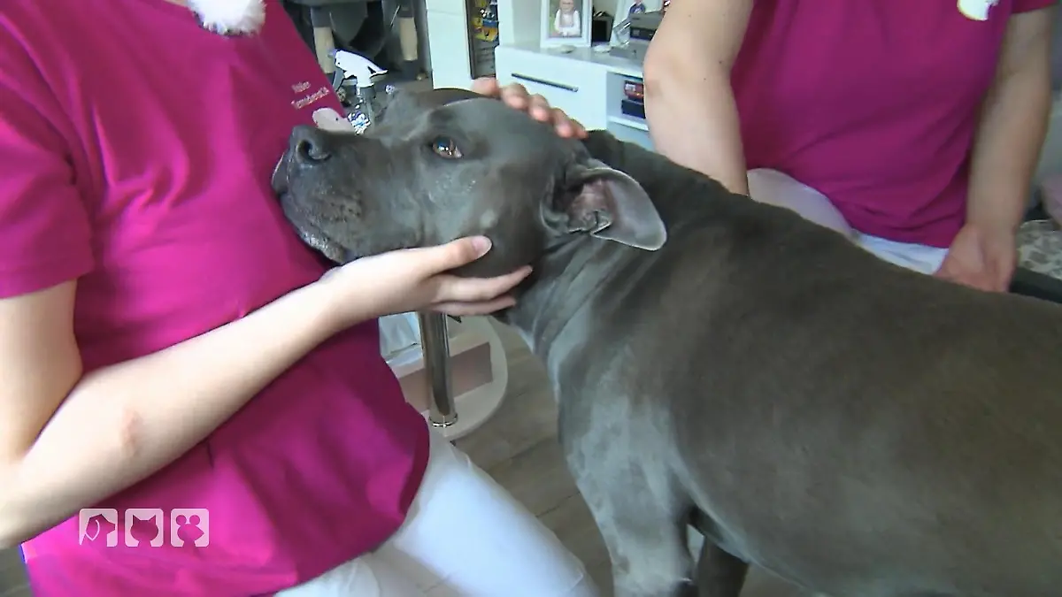 Nadine Küpper untersucht Hund mit rätselhaftem Kopfschütteln Einsatz am Wochenende