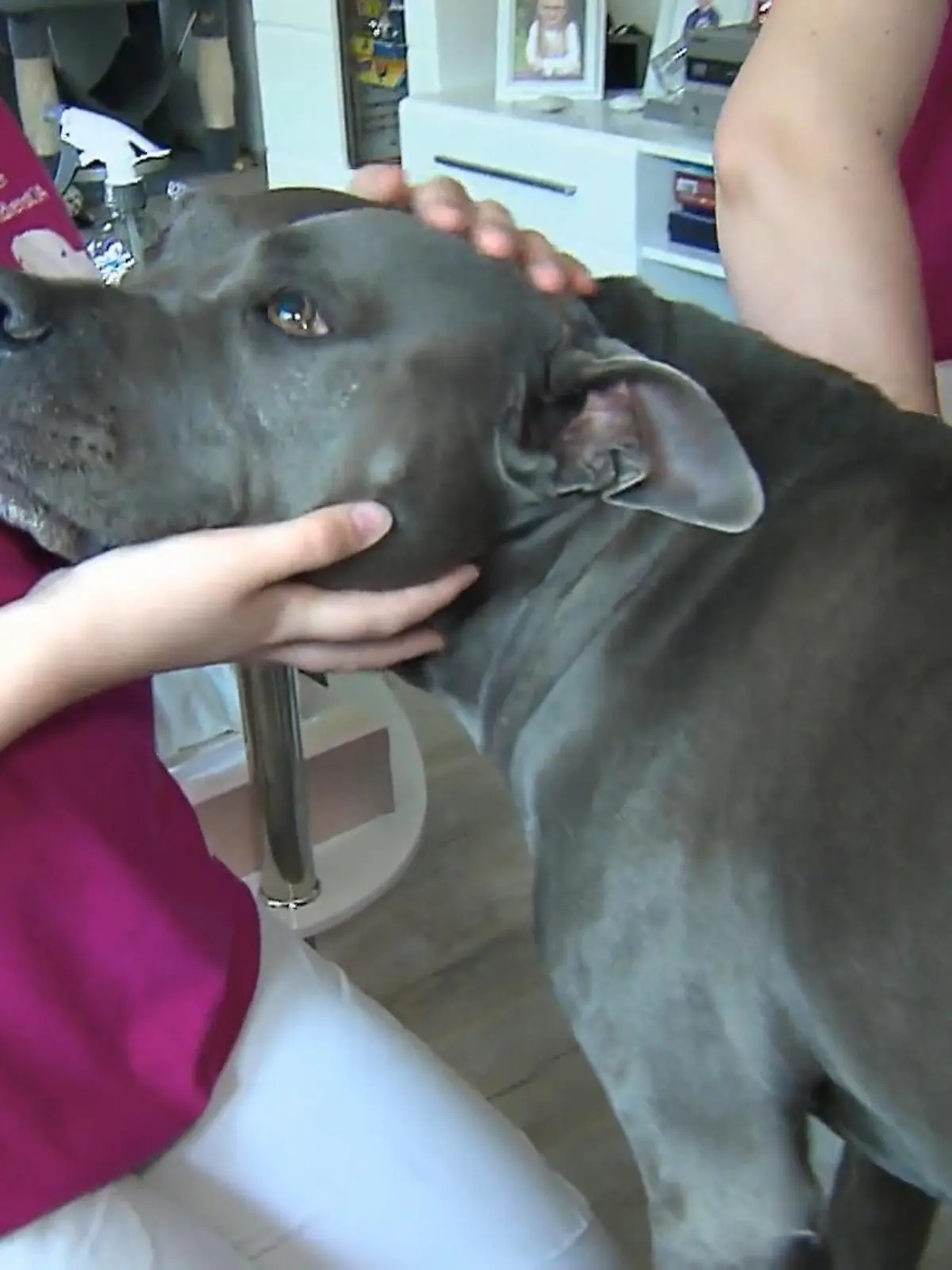 Bild zu: "Nadine Küpper untersucht Hund mit rätselhaftem Kopfschütteln"