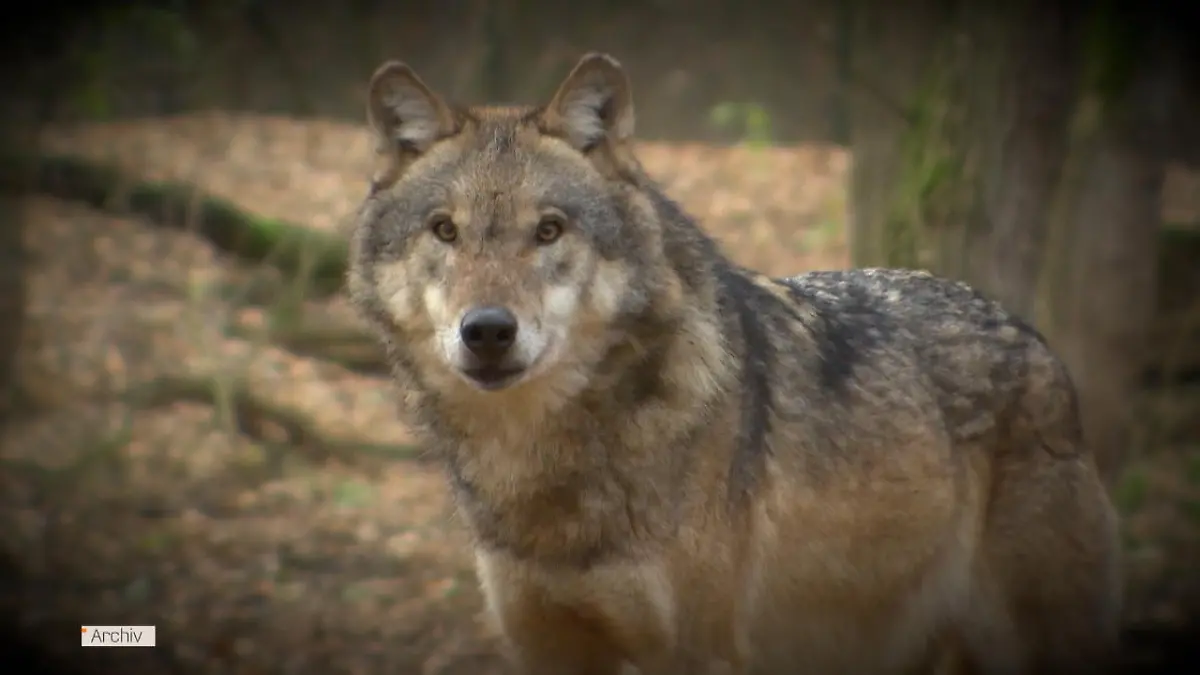 Wölfe umrkeisen Auto von Zeitungsfrau Sachsen-Anhalt