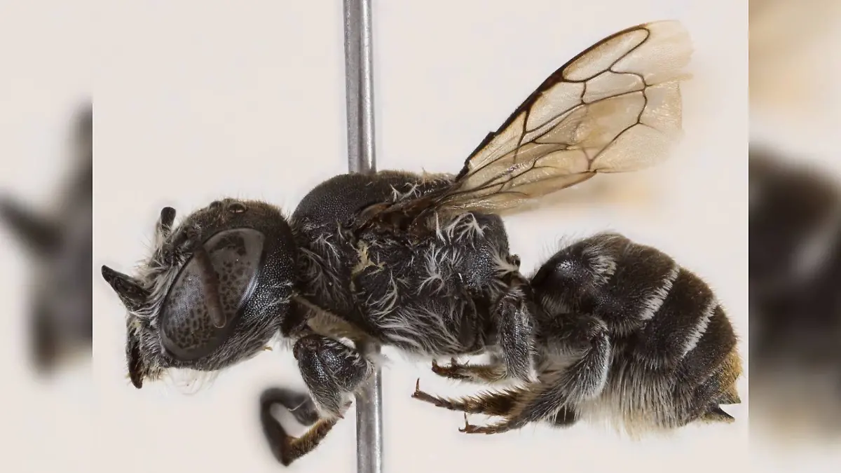 Neue Wildienenart Megachile (Hackeriapis) lucifer 