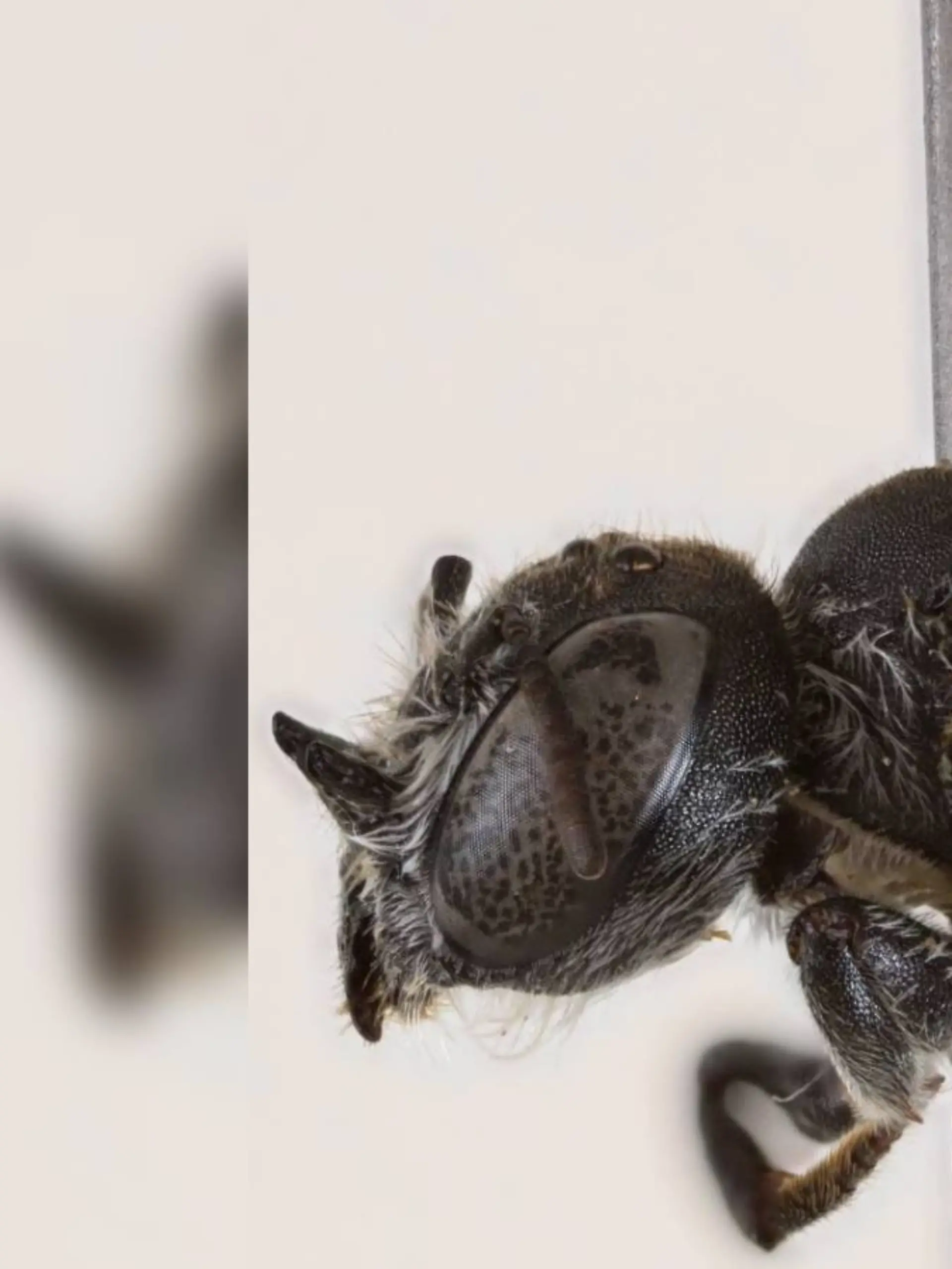 Neue Wildienenart Megachile (Hackeriapis) lucifer 