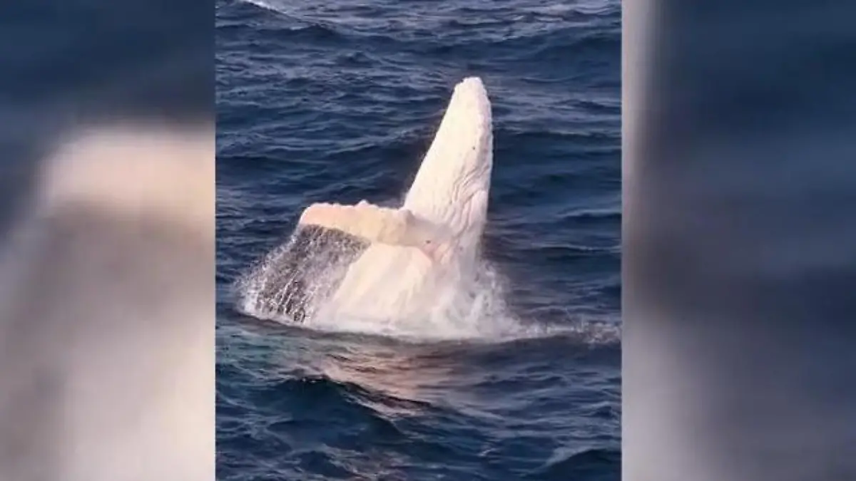 Weltweite Sensation! Dieser Albino-Wal lässt Forscher-Herzen höher schlagen In Australien entdeckt
