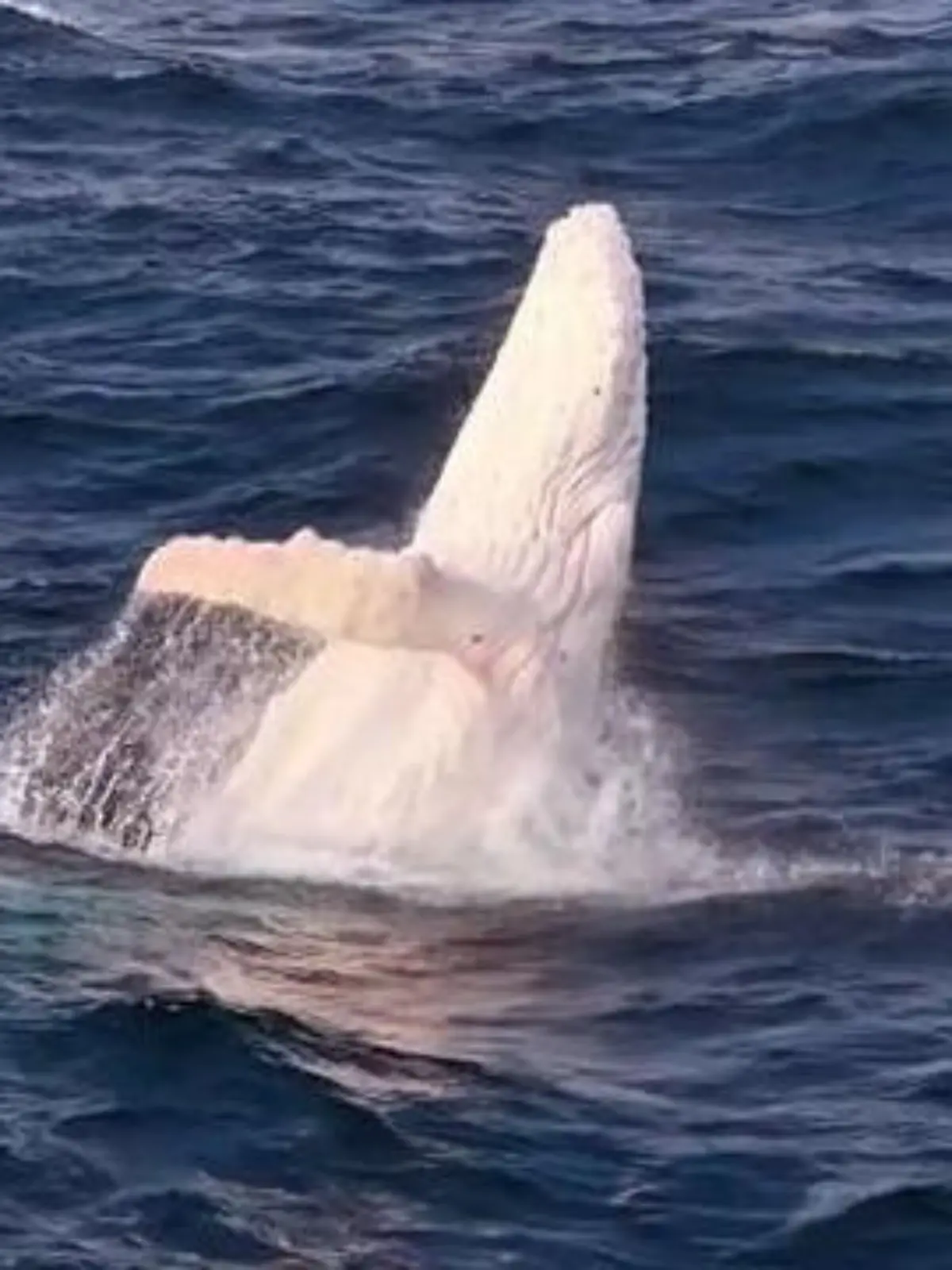 Bild zu: "Weltweite Sensation! Dieser Albino-Wal lässt Forscher-Herzen höher schlagen"