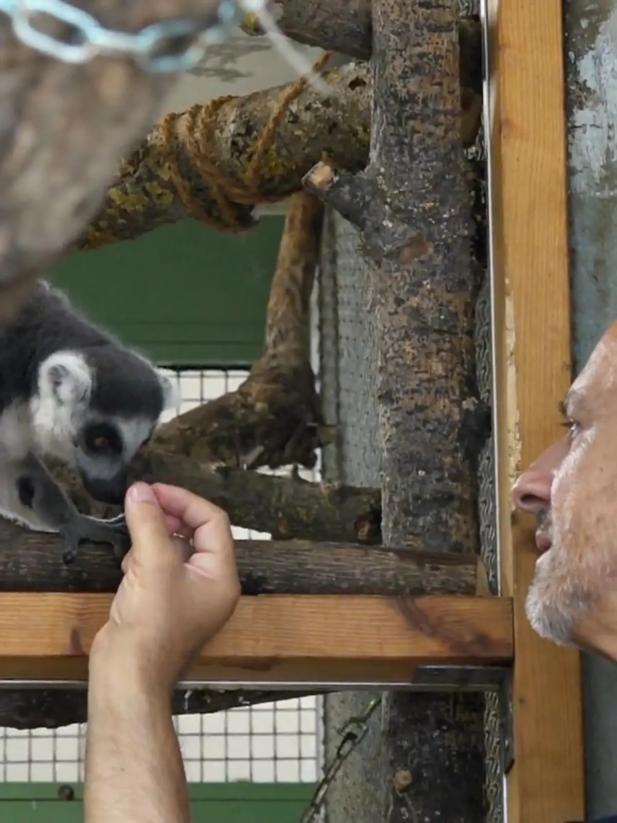 Bild zu: "Detlef lernt die Lemuren kennen"