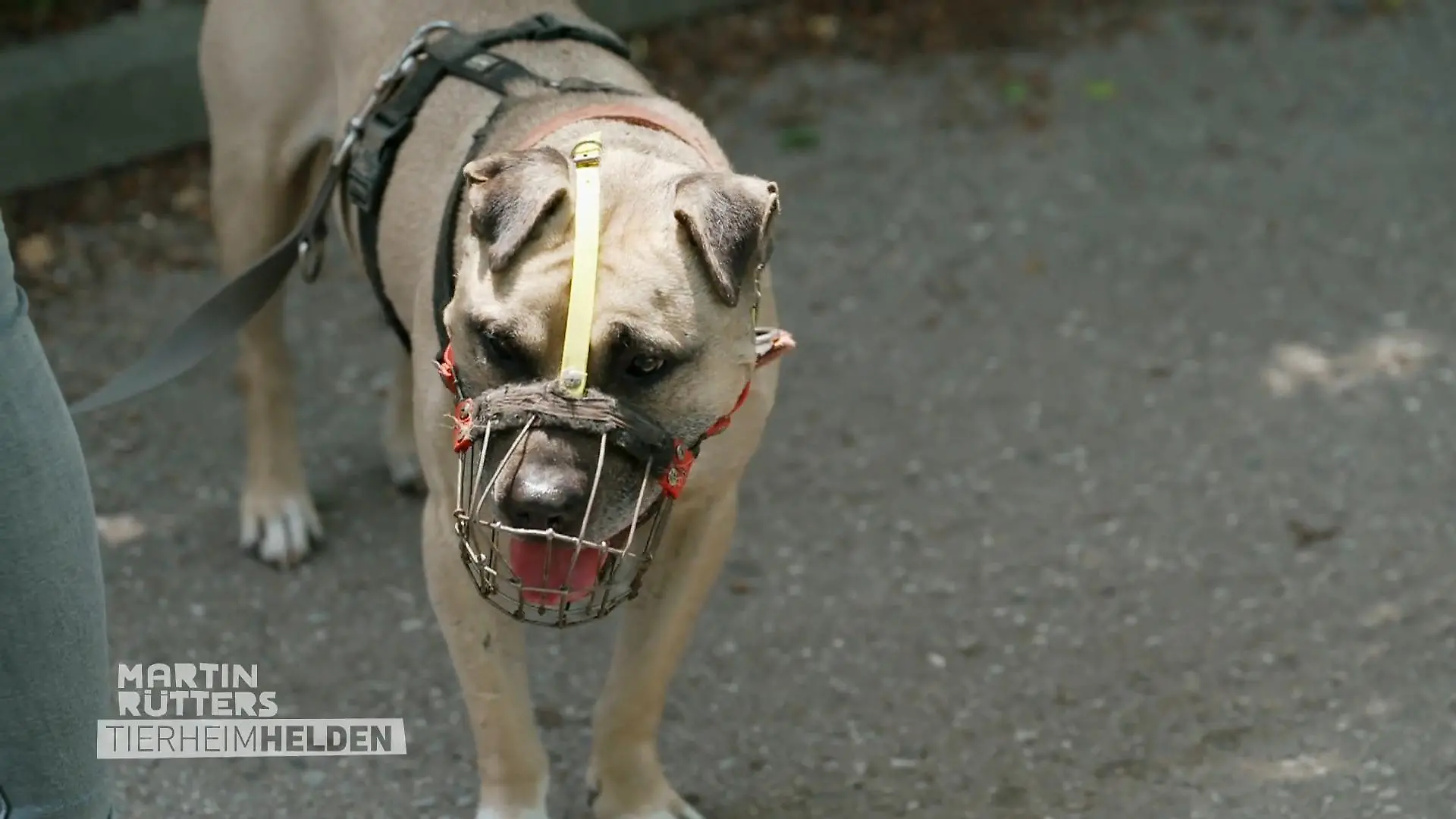 Vito hat schwere Zeiten hinter sich Missbraucht für Hundekämpfe