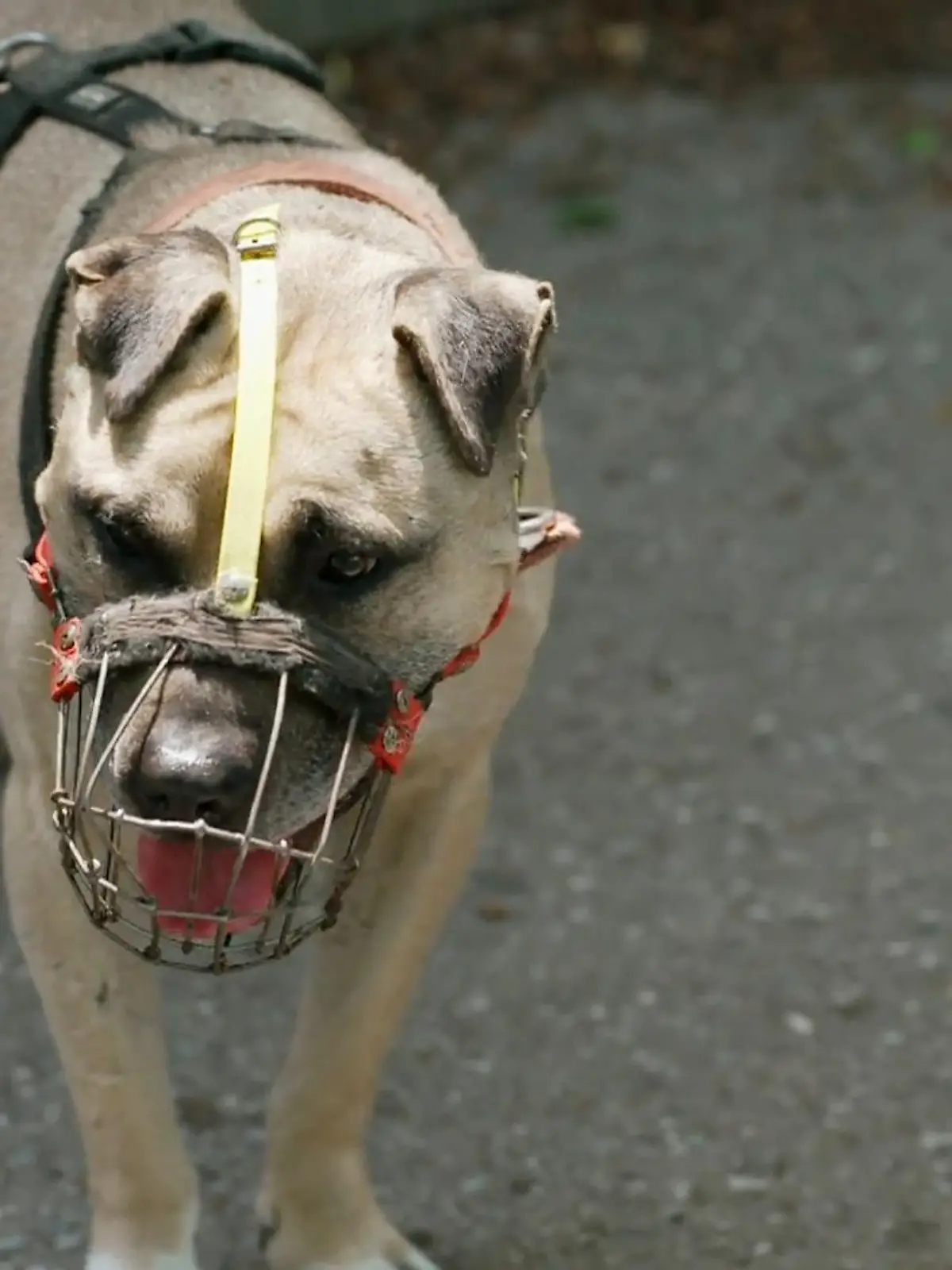 Bild zu: "Vito hat schwere Zeiten hinter sich"