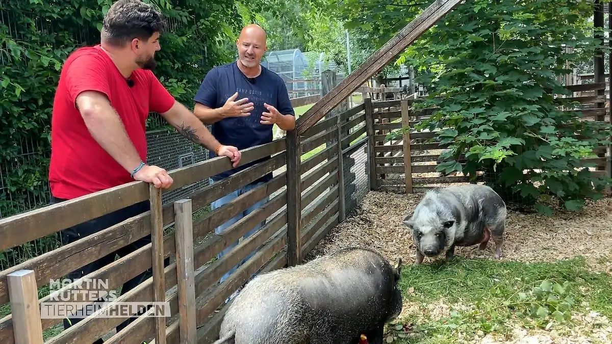 Mini-Schweine alles andere als klein Große Überraschung
