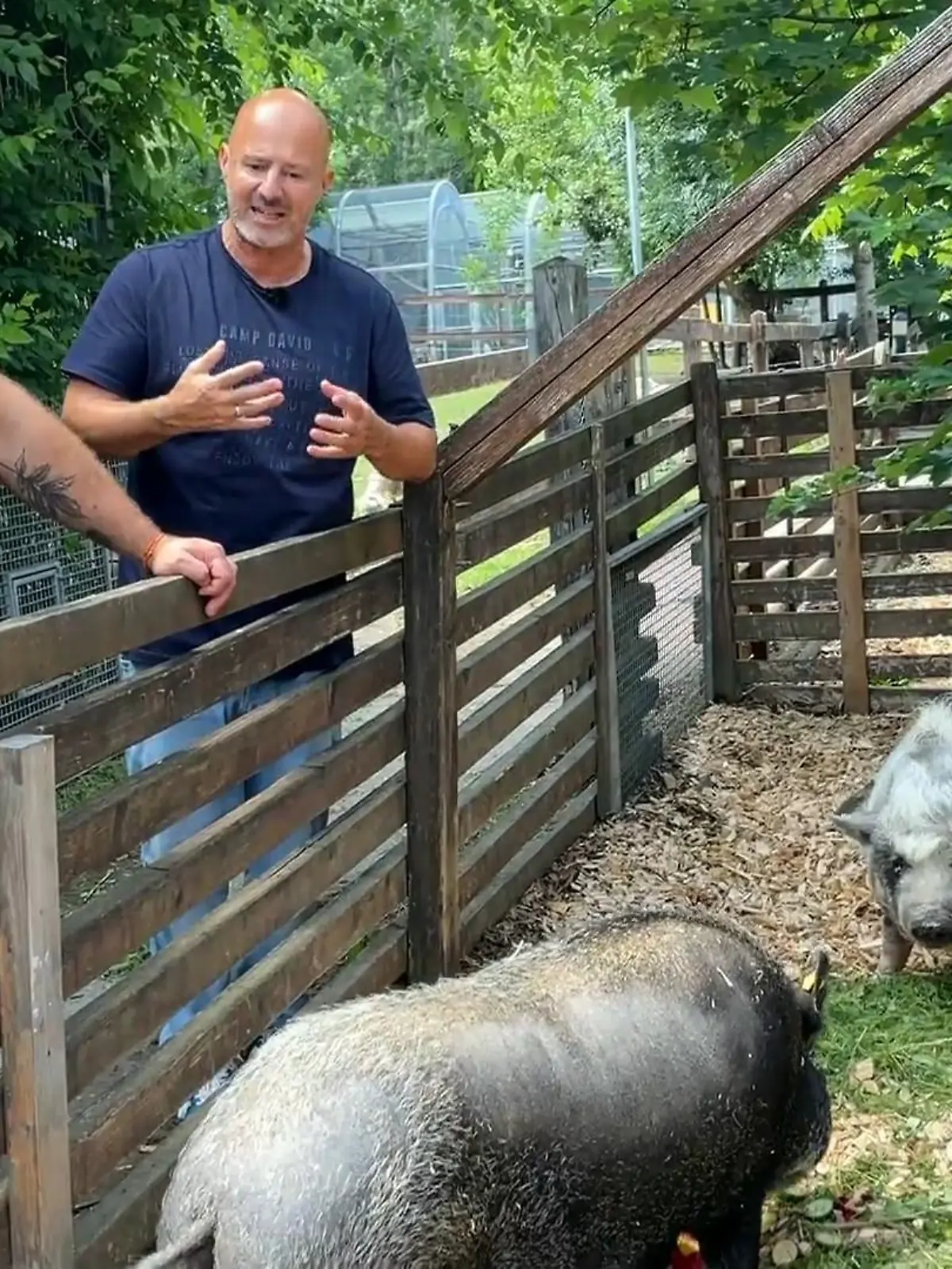 Bild zu: "Mini-Schweine alles andere als klein"