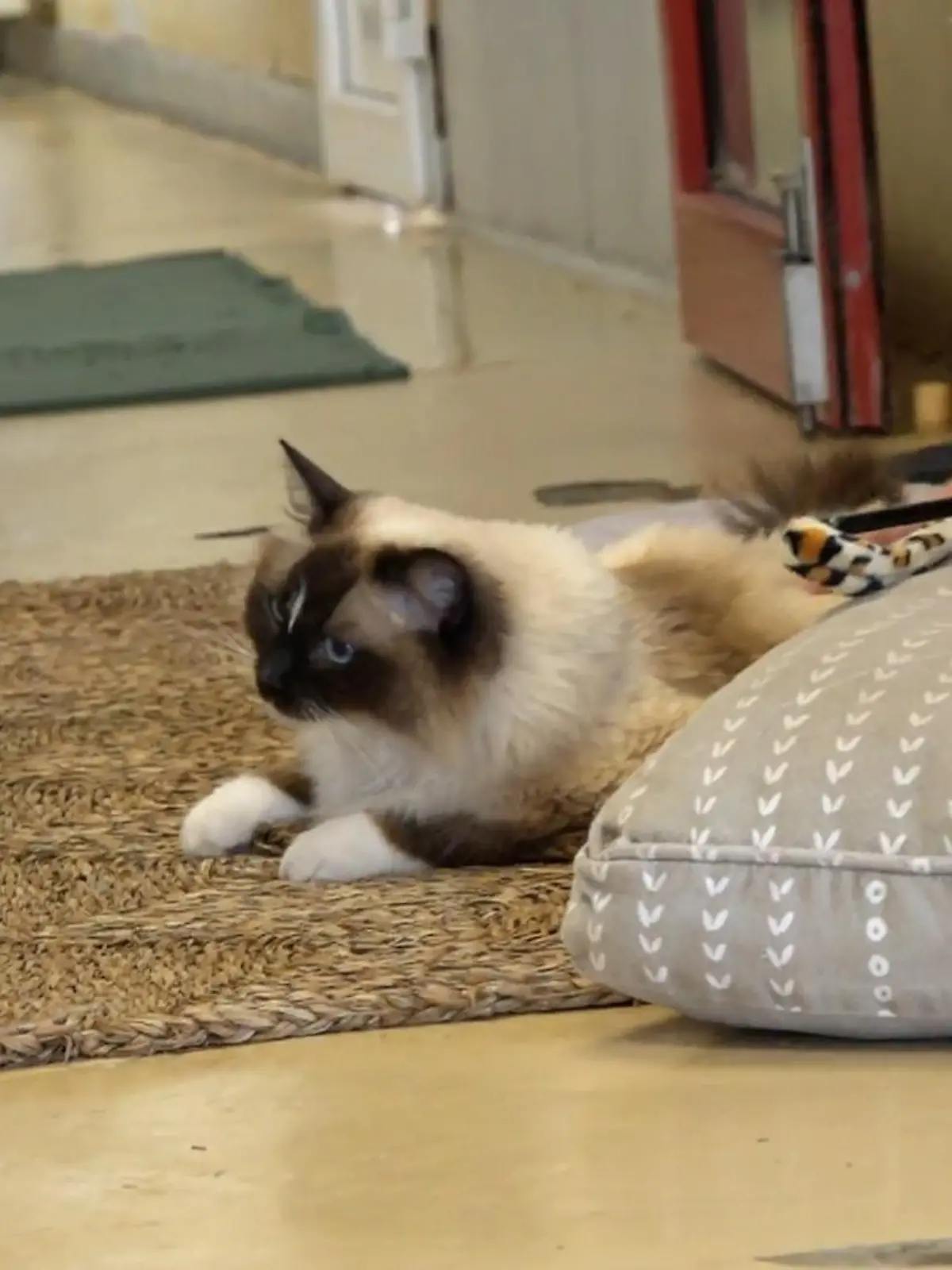 Bild zu: "Pia – die besondere Katze mit großem Herzen"