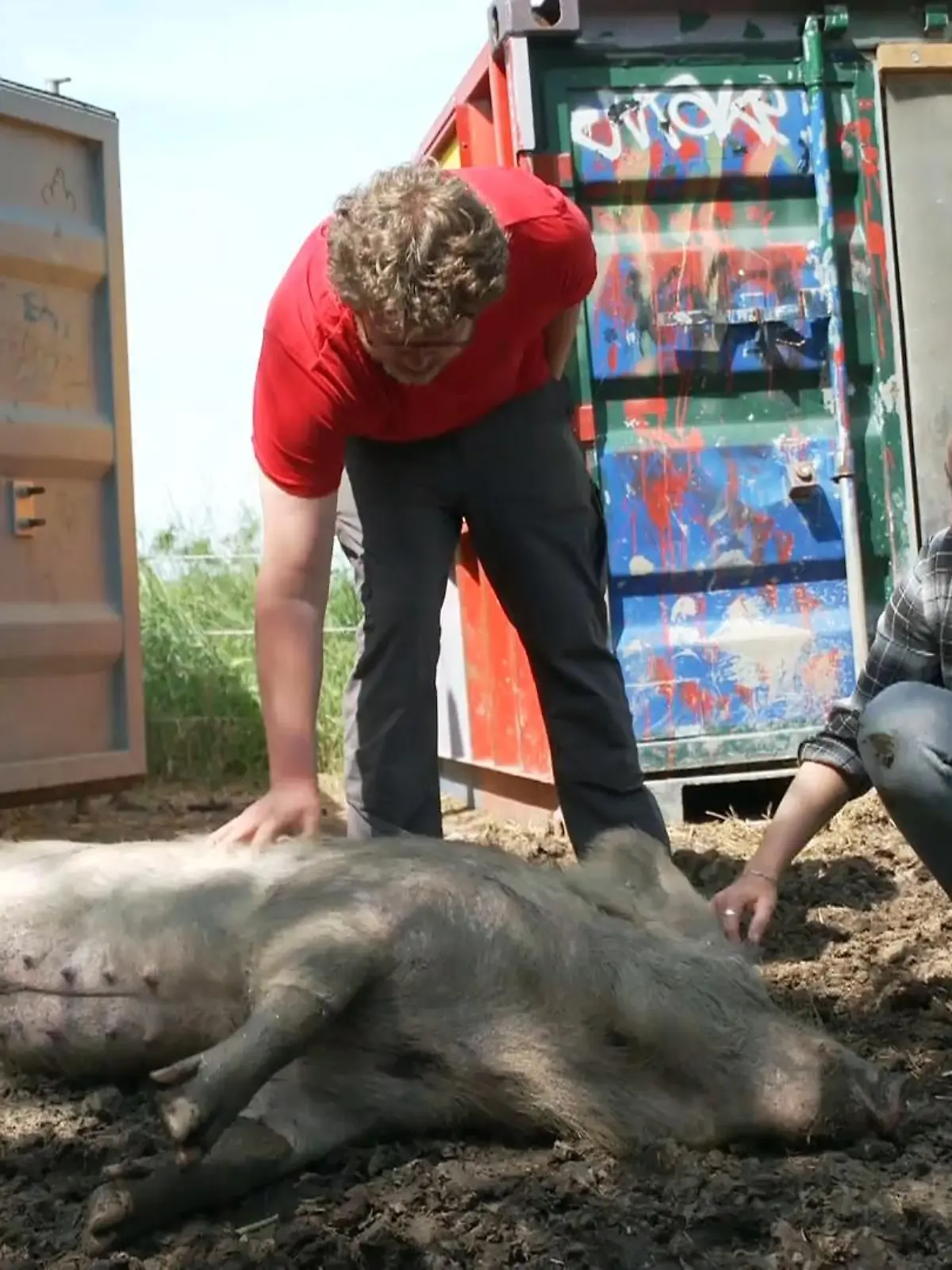 Bild zu: "Streicheleinheiten für die Hausschweine"