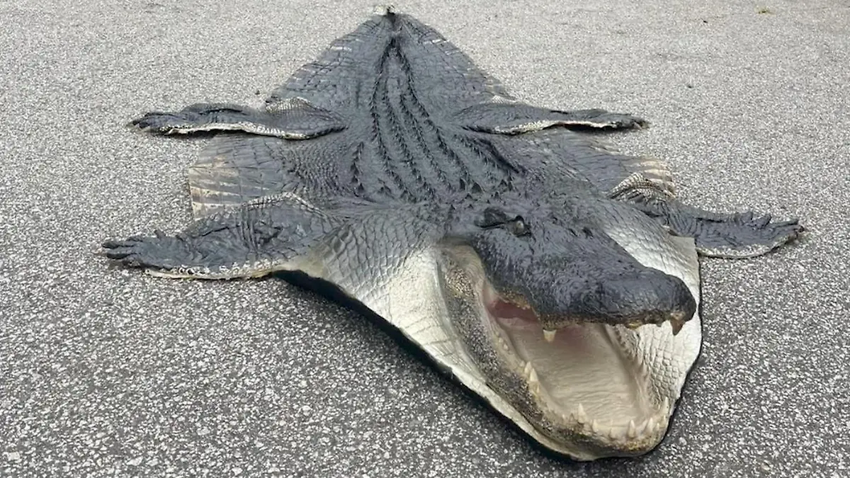 Vor den Augen ihrer Kinder! Mama erlegt Riesen-Alligator - und verarbeitet ihn zu Teppich Reptil als Vorleger!