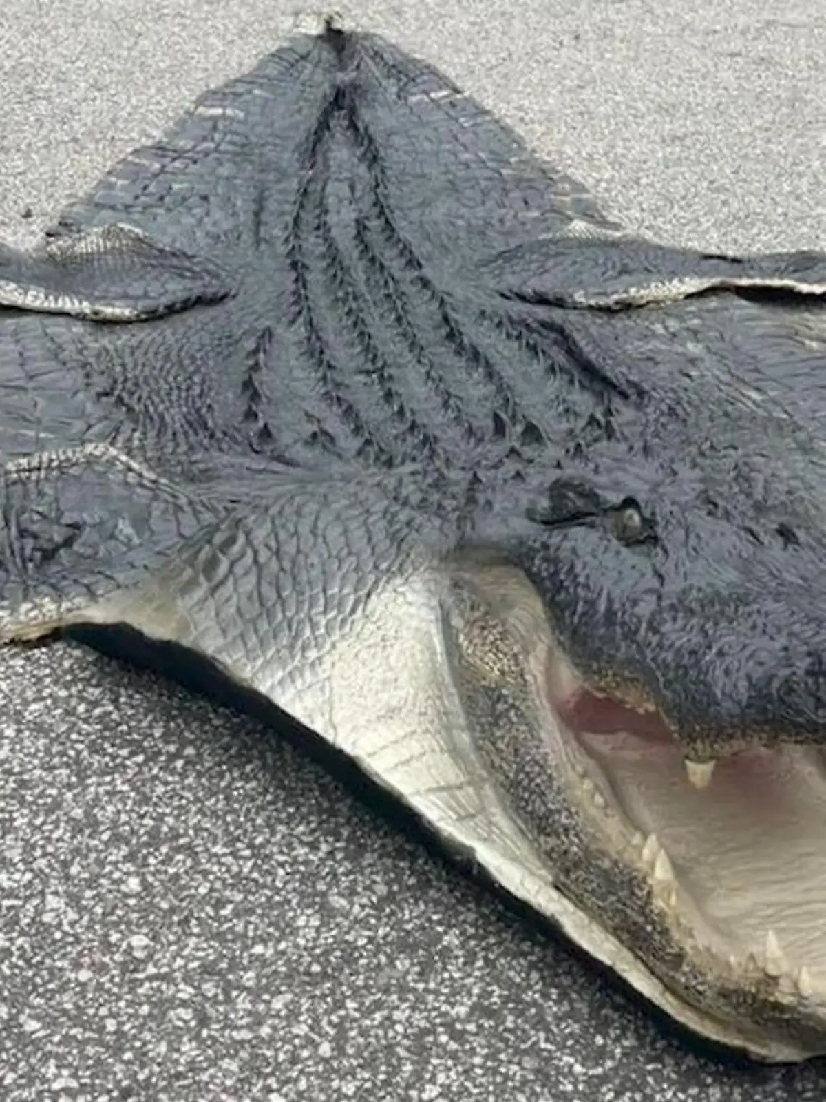 Bild zu: "Vor den Augen ihrer Kinder! Mama erlegt Riesen-Alligator - und verarbeitet ihn zu Teppich"