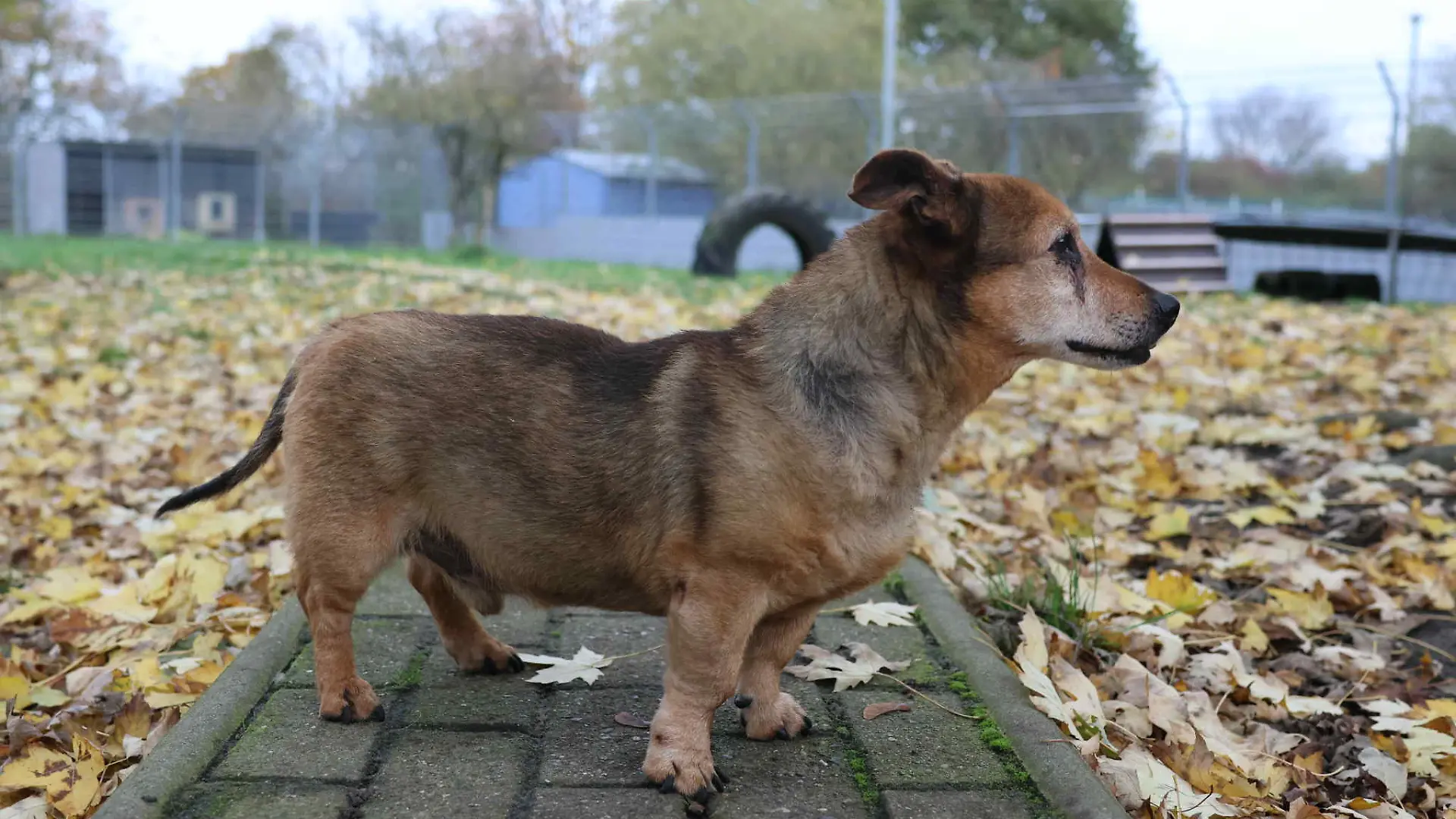 Lennox kam in einem sehr schlechten Zustand in das Tierheim.