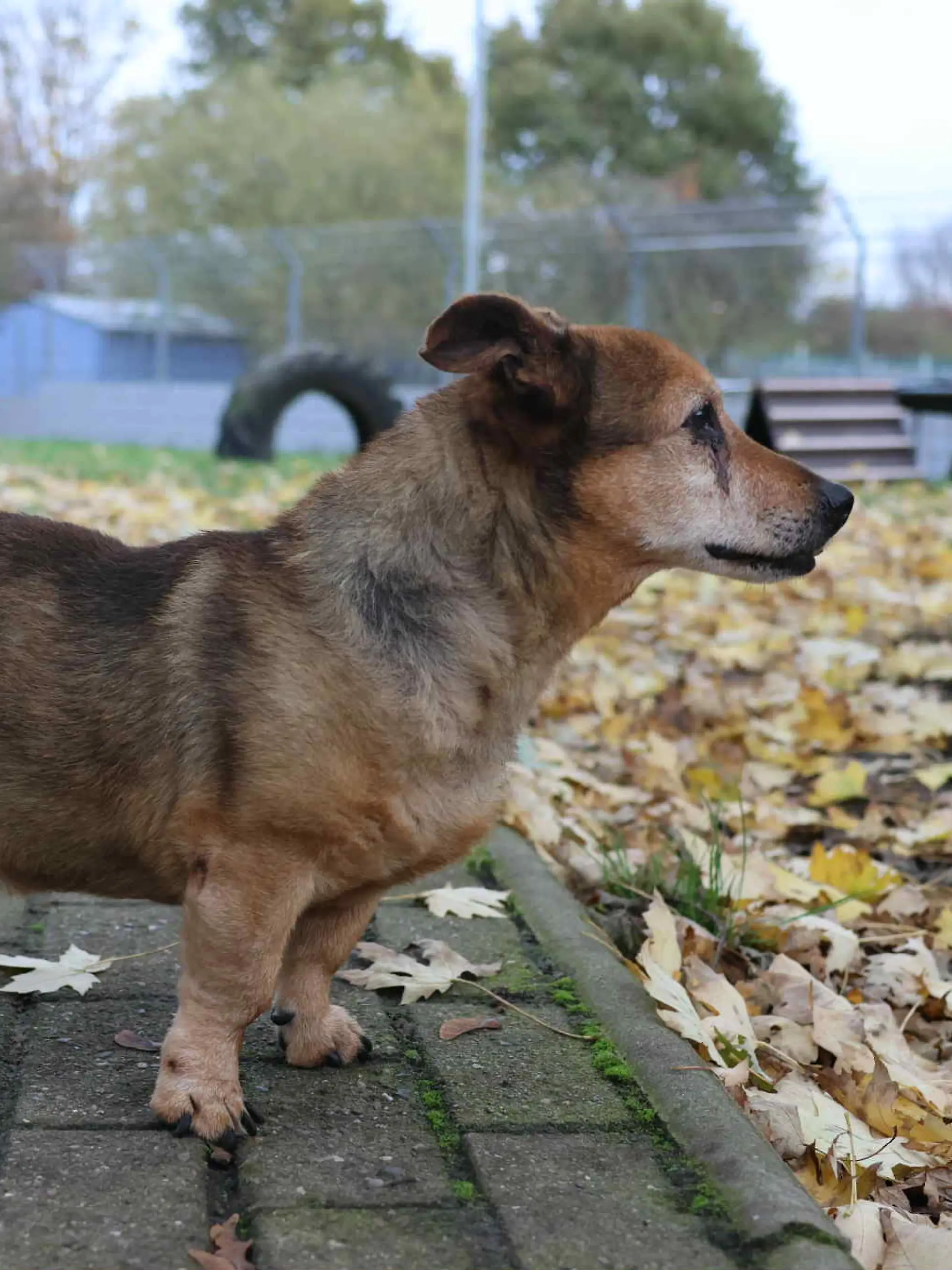 Lennox kam in einem sehr schlechten Zustand in das Tierheim. 