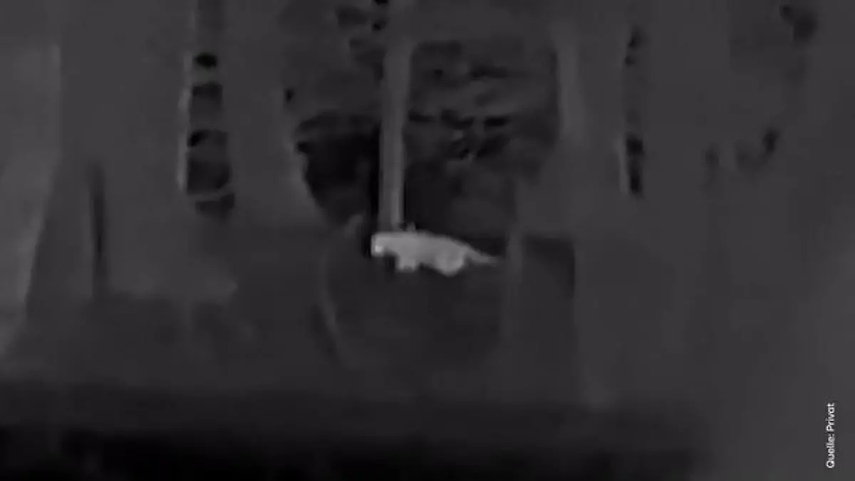 Raubtier-Sichtung in Kalenborn (Rheinland-Pfalz)? Jäger macht spektakuläre Beobachtung