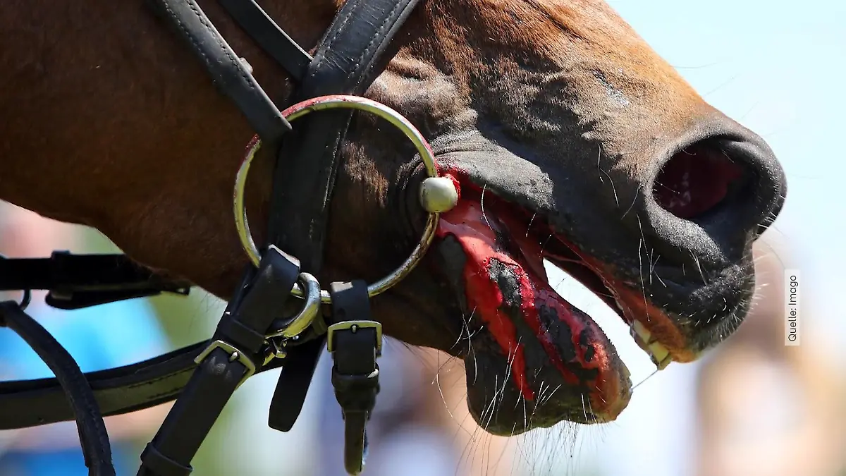 Weltverband kippt Blutregel Deutscher Verband bestürzt