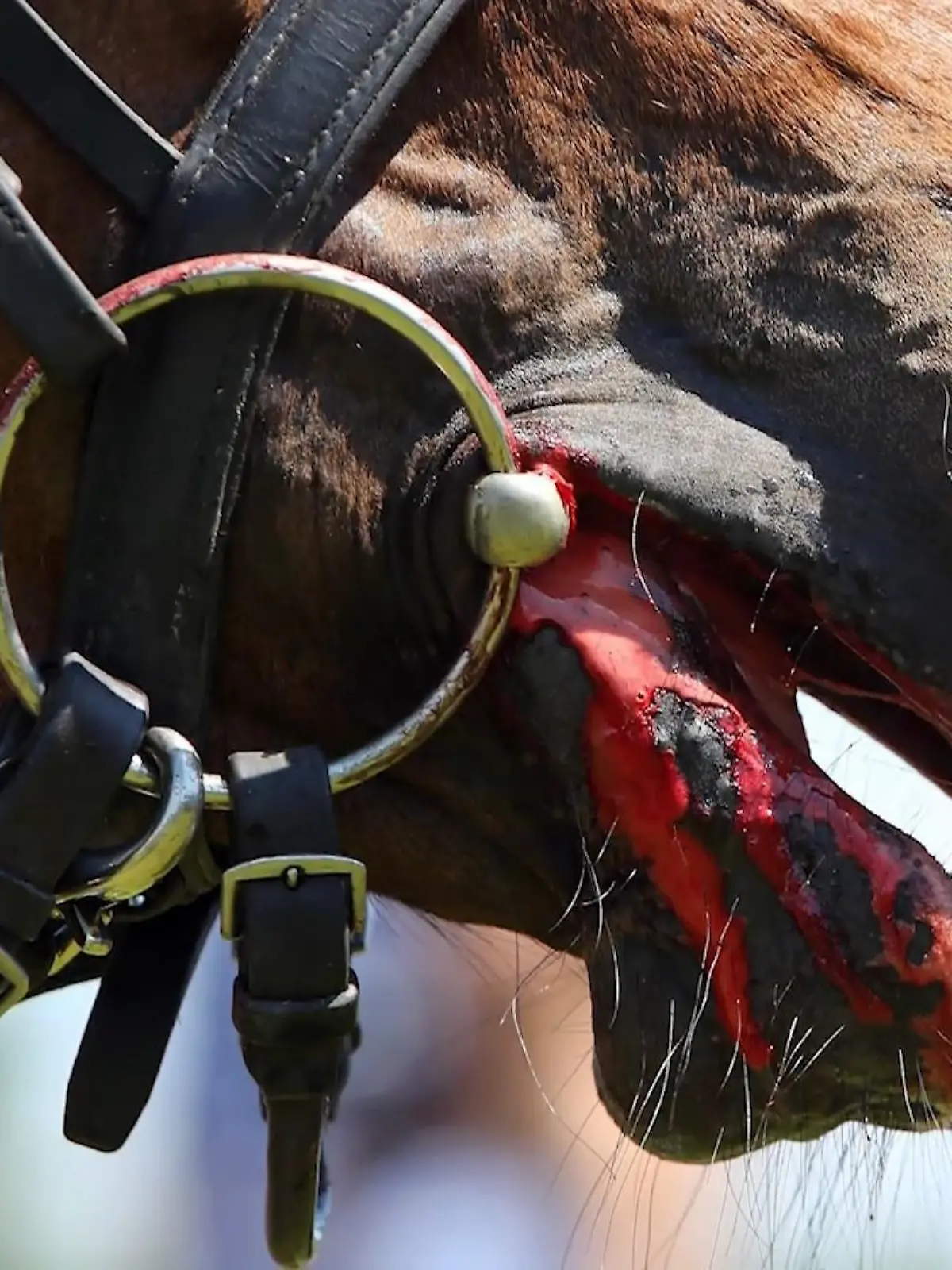 Bild zu: "Weltverband kippt Blutregel"