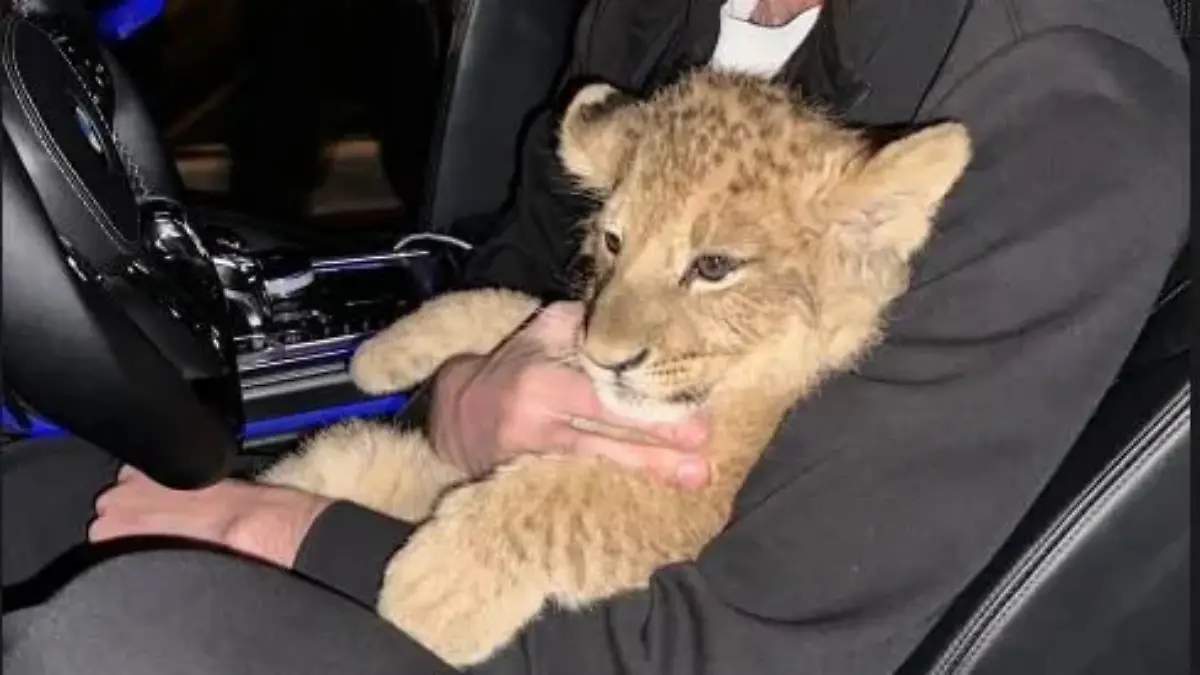 Auf dem Schoß hat der Mann offenbar ein Löwenbaby.