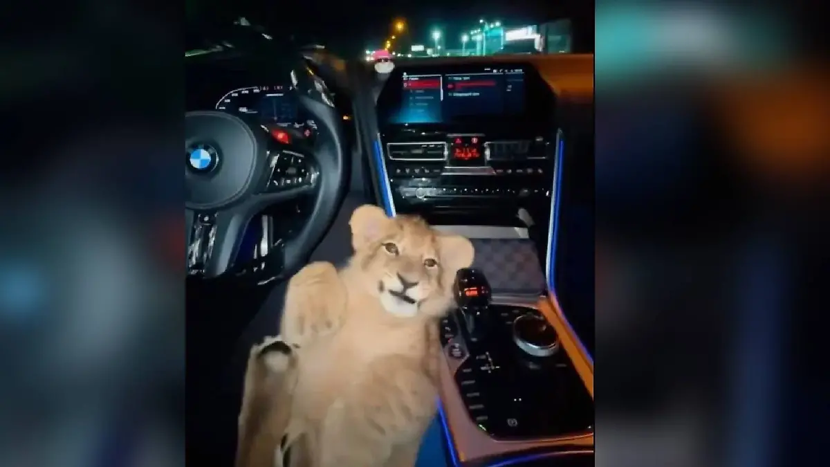 Der Mann postet bei Instagram unter anderem dieses Foto von einem Löwenbaby auf seinem Schoß.