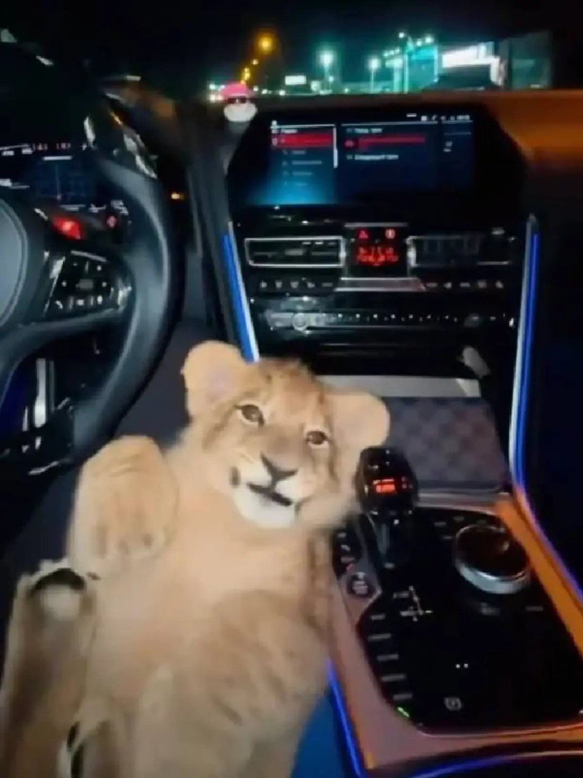 Der Mann postet bei Instagram unter anderem dieses Foto von einem Löwenbaby auf seinem Schoß.