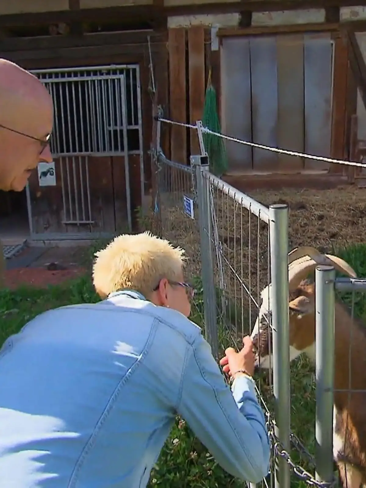 Bild zu: "Carola hat keine Scheu vor Herberts Streichelzoo"