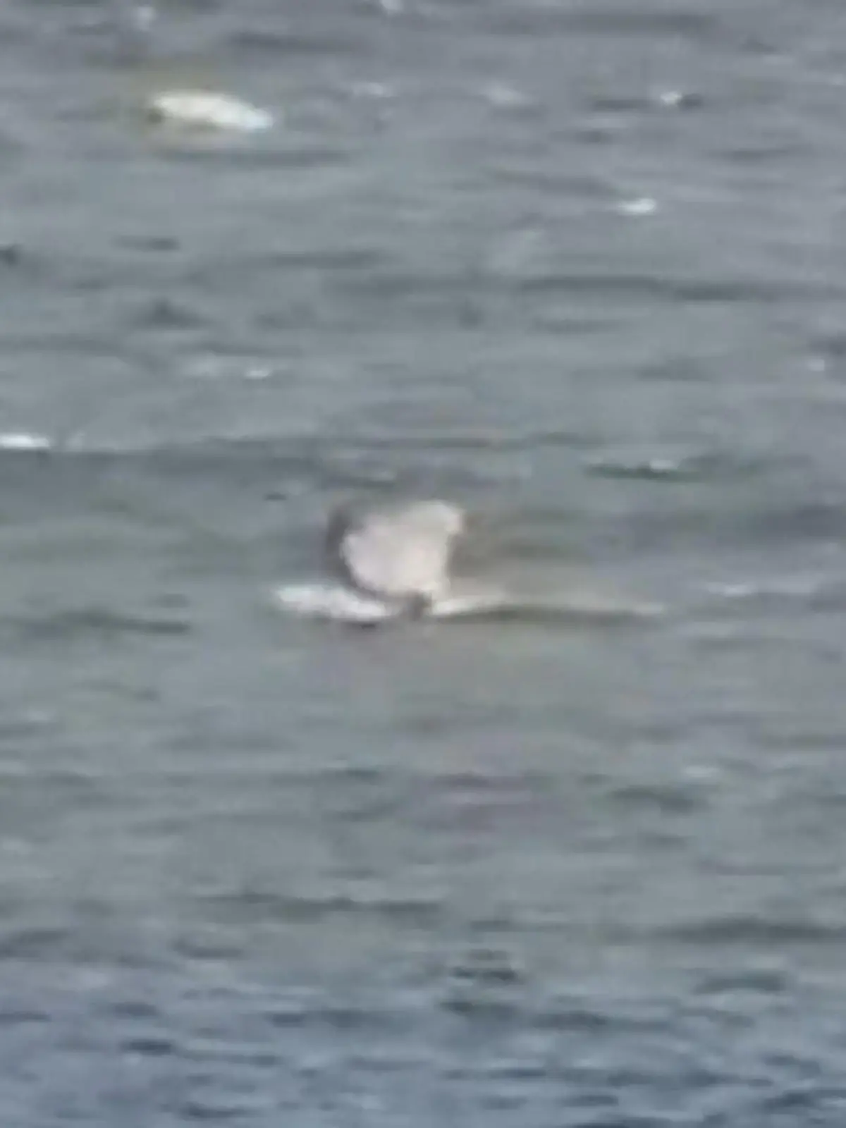 Bild zu: "Drama an Traumküste! Webcam filmt brutale Hai-Attacke auf Surfer"