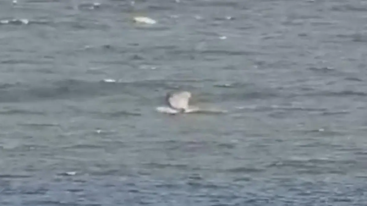 Drama an Traumküste! Webcam filmt brutale Hai-Attacke auf Surfer Bissspuren im Brett