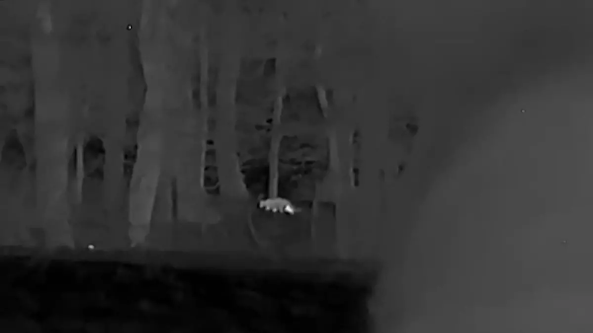 Darum hat André S. die Tier-Sichtung gemeldet Großkatze in deutschem Wald unterwegs?