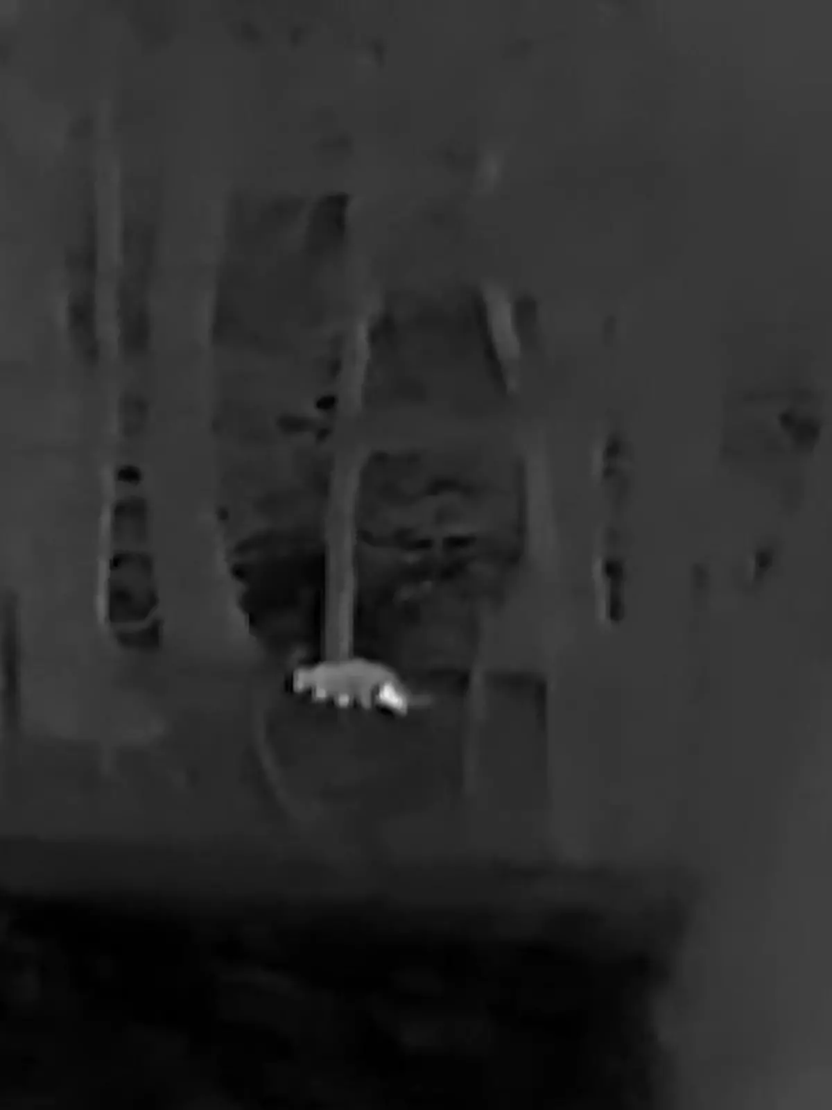 Bild zu: "Darum hat André S. die Tier-Sichtung gemeldet"