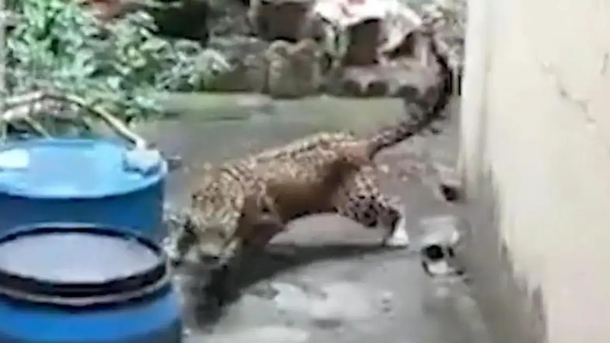 Panik im Wohngebiet – aggressiver Leopard attackiert Polizisten! Gefährliche Rettungsaktion