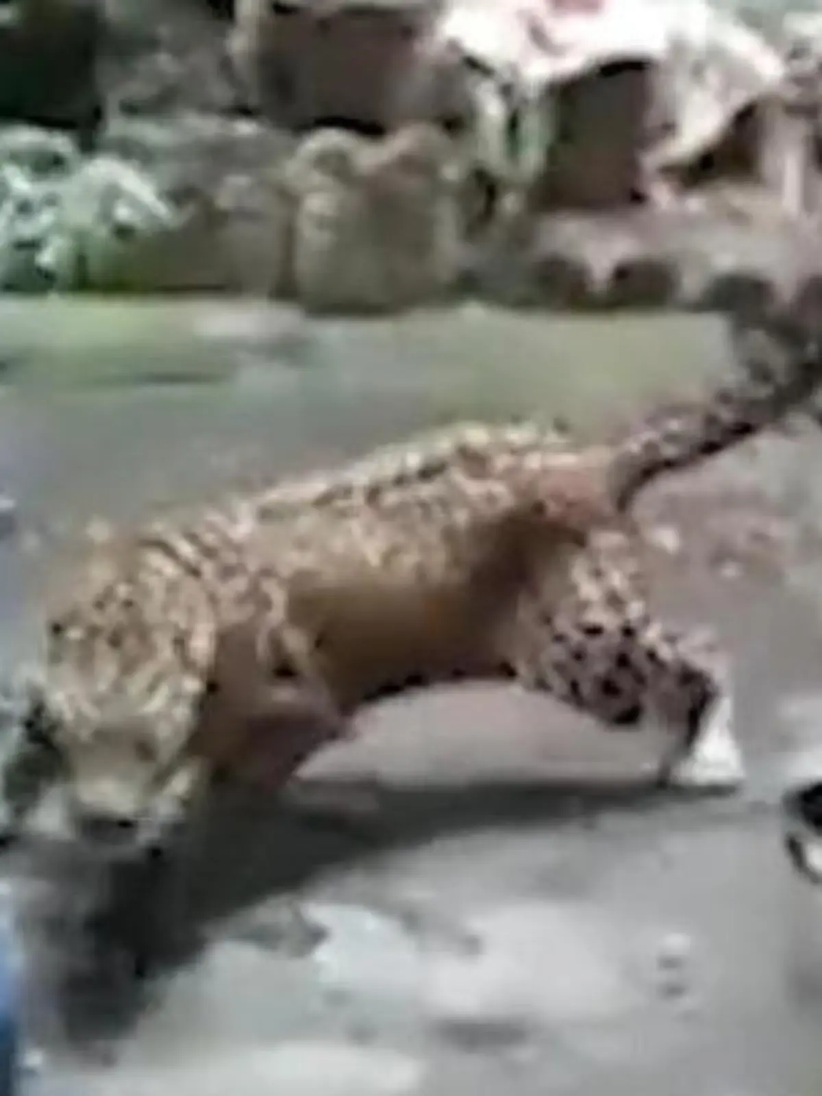 Bild zu: "Panik im Wohngebiet – aggressiver Leopard attackiert Polizisten!"