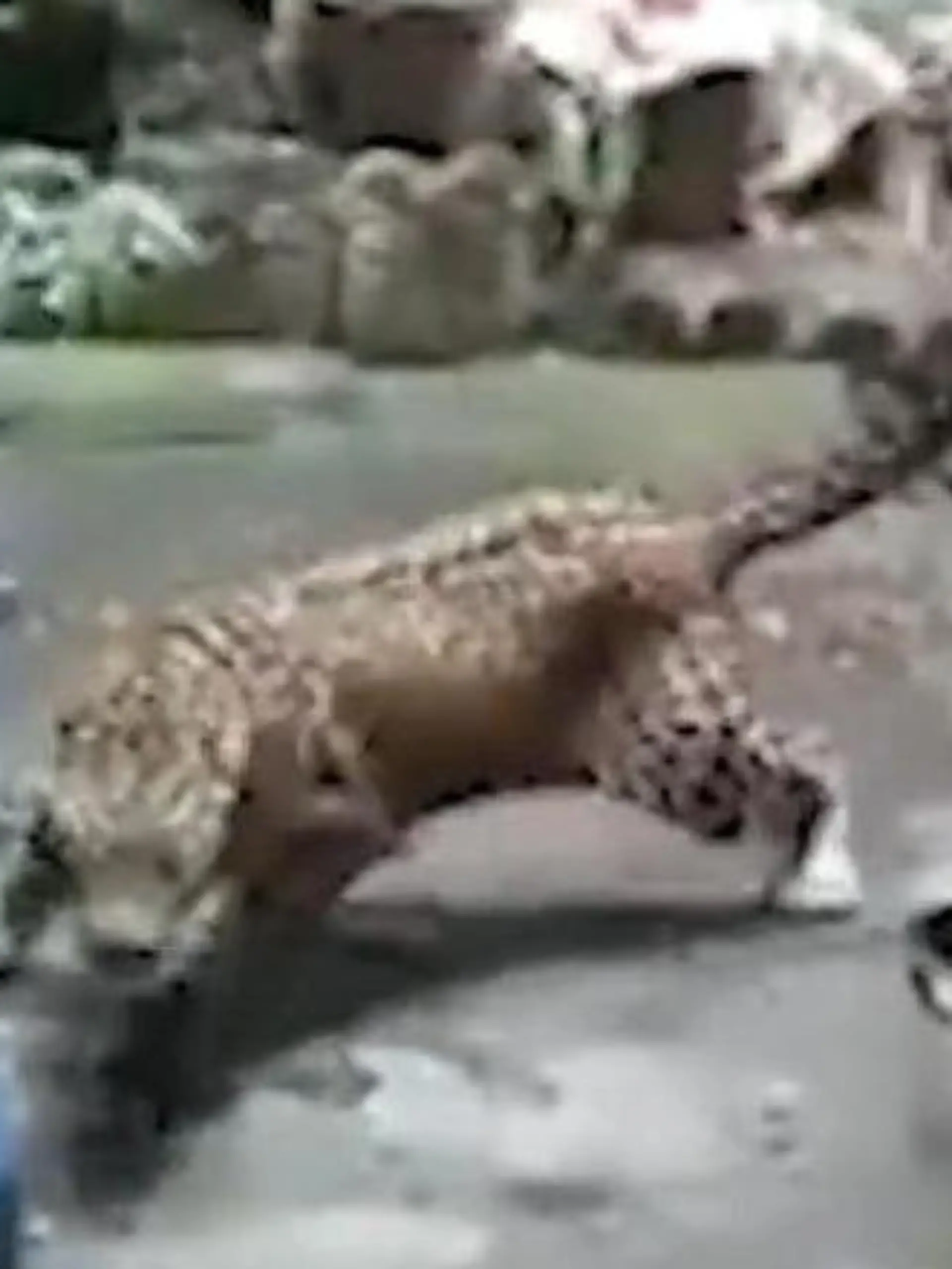 Bild zu: "Panik im Wohngebiet – aggressiver Leopard attackiert Polizisten!"