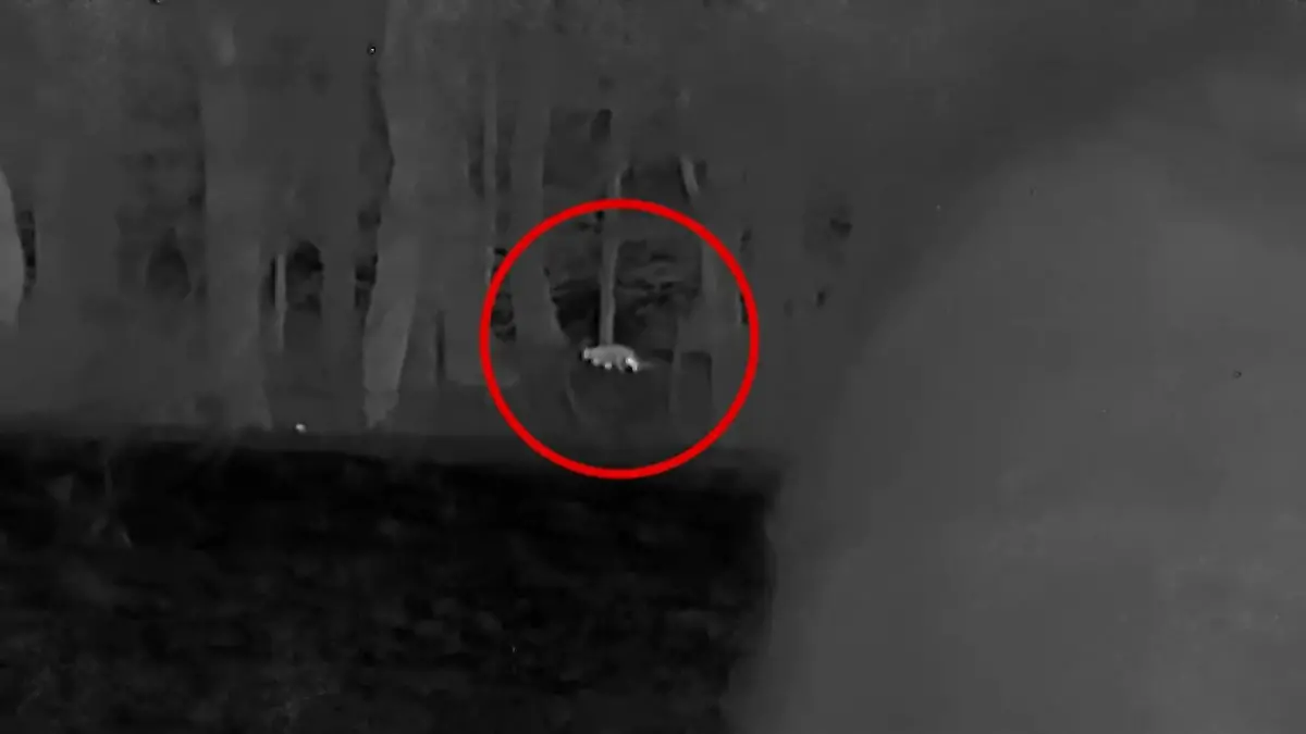 Löwe oder Hauskatze? Aufruhr im Kahlenborn-Wald Raubkatze in Rheinland-Pfalz?