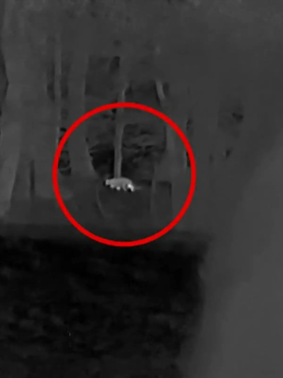 Bild zu: "Löwe oder Hauskatze? Aufruhr im Kahlenborn-Wald"