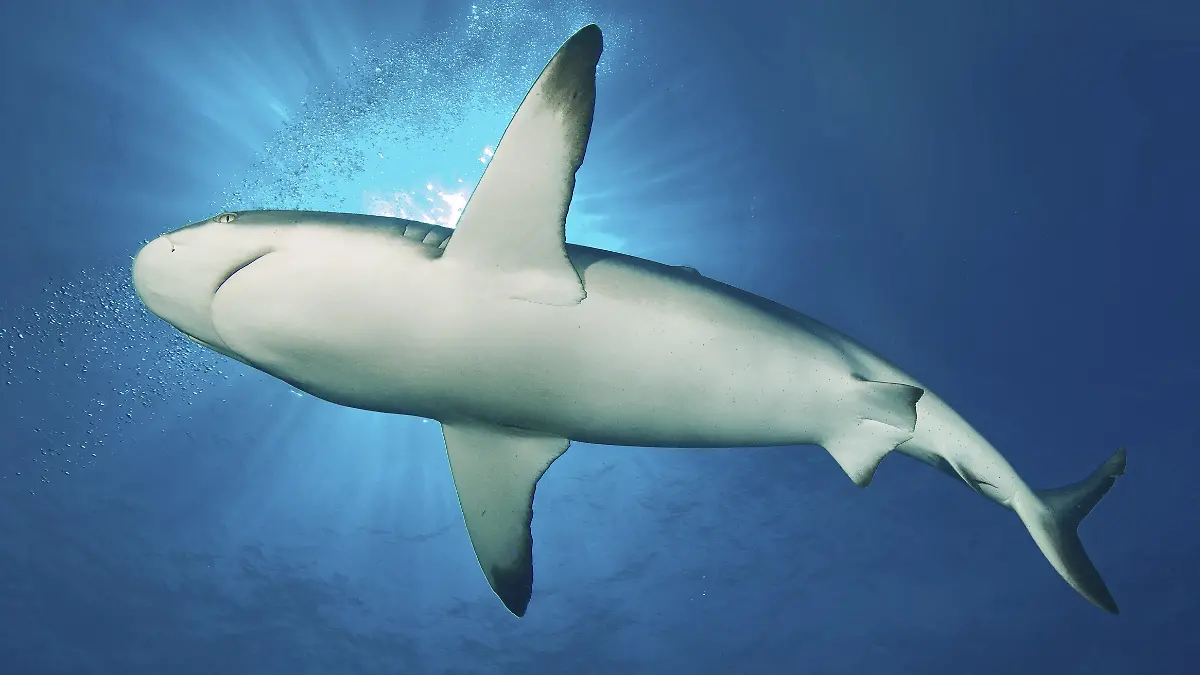 Ein etwa fünf Meter langer Hai wurde vor Mallorca gesichtet