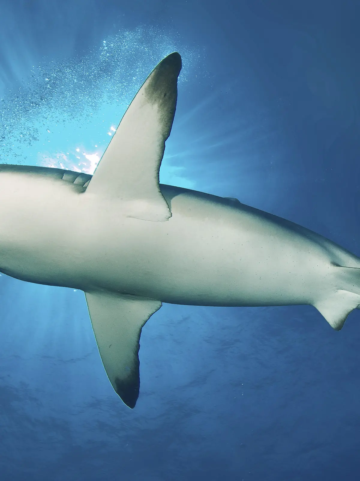 Ein etwa fünf Meter langer Hai wurde vor Mallorca gesichtet