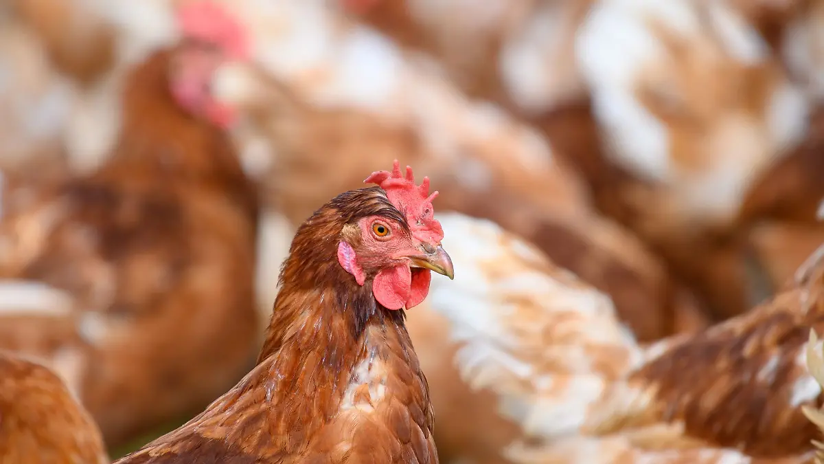 In der Grafschaft Bentheim gibt es auf einem großen Legehennenbetrieb einen Verdachtsfall auf Geflügelpest. (Symbolfoto)