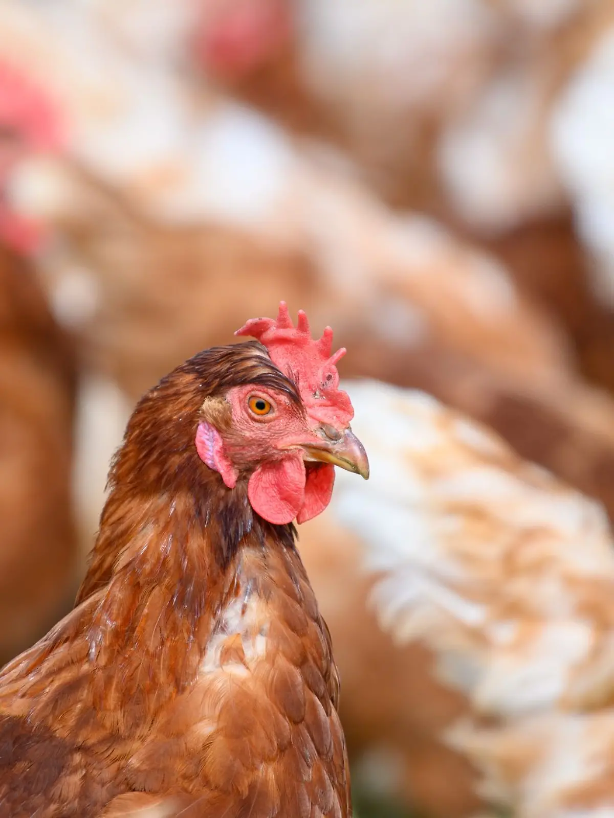 Bild zu: "Geflügelpest-Ausbruch in Großbetrieb mit 436.000 Tieren"