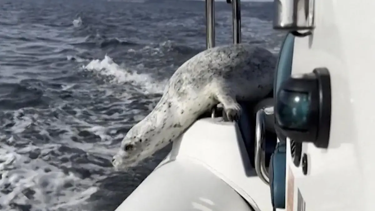 Er hat nur eine Chance! Orcas jagen kleinen Seehund durchs Wasser Kampf ums Überleben