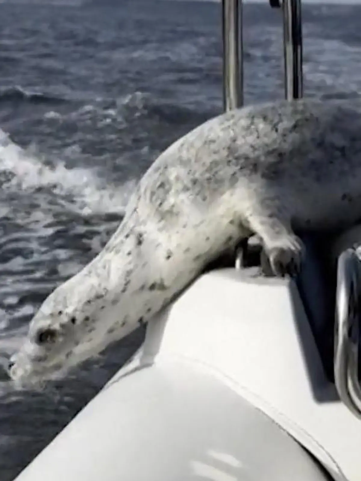 Bild zu: "Er hat nur eine Chance! Orcas jagen kleinen Seehund durchs Wasser"